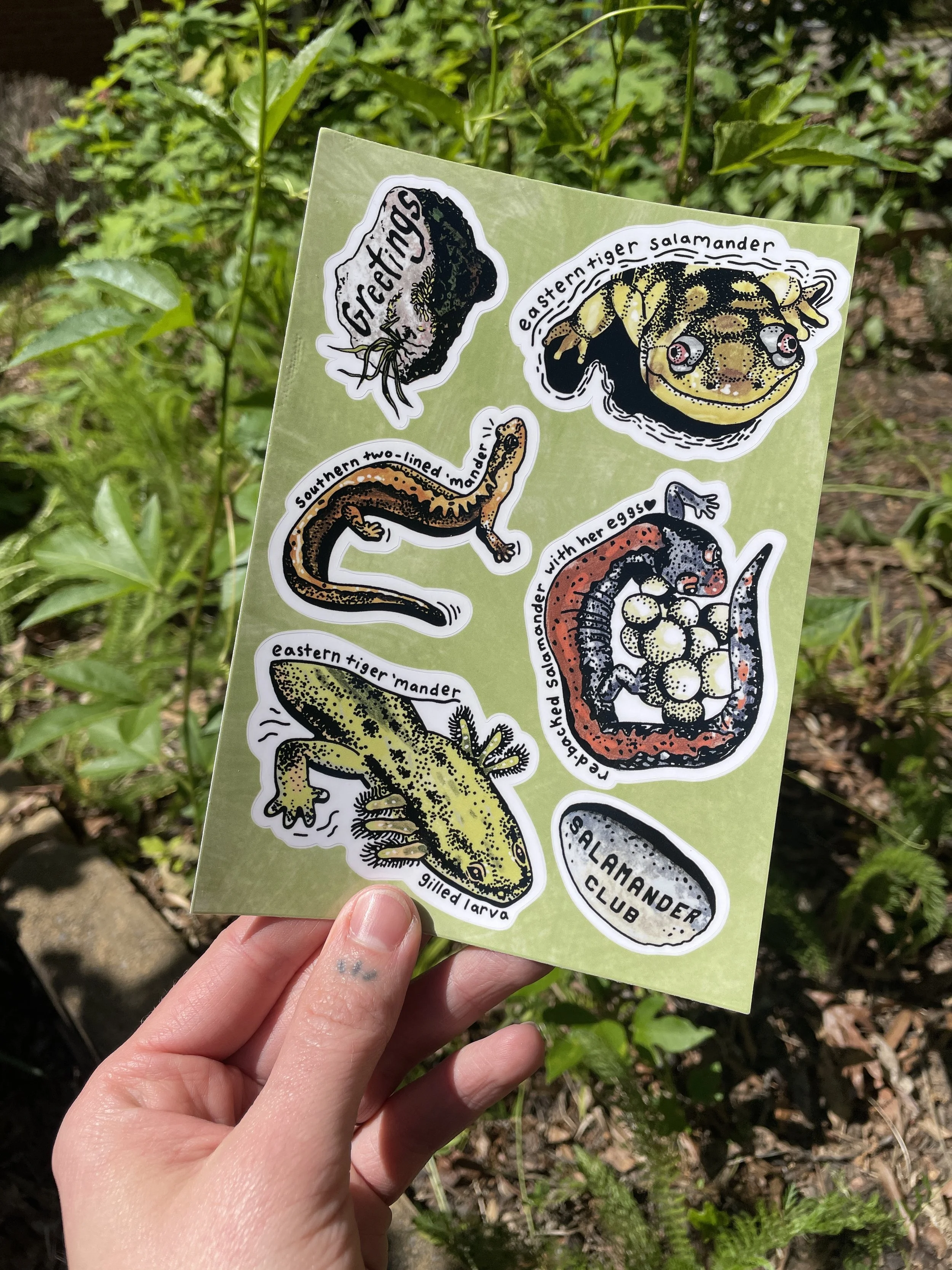 Salamander Club! Sticker Sheet