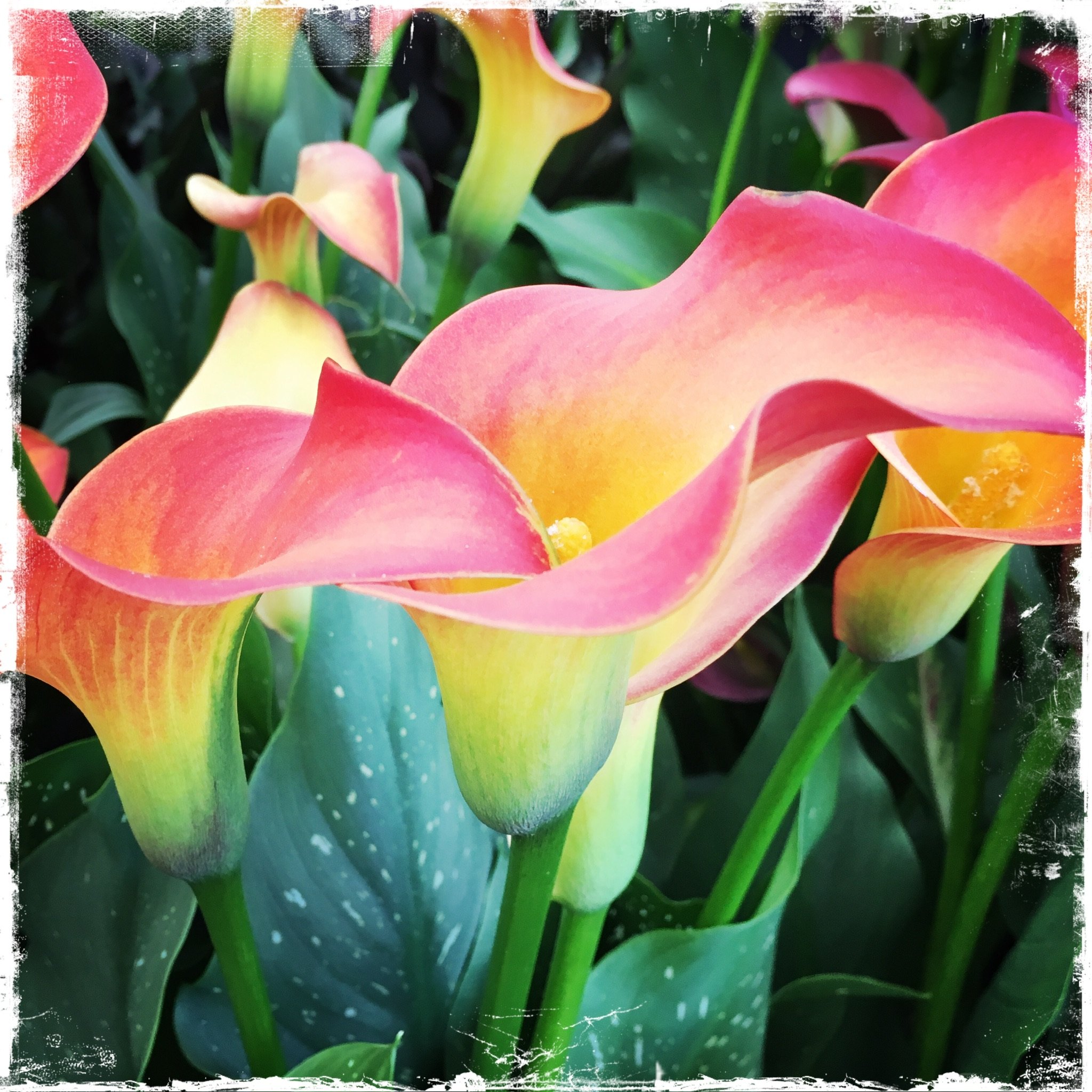 HipstamaticPhoto-489491581.124404.jpeg