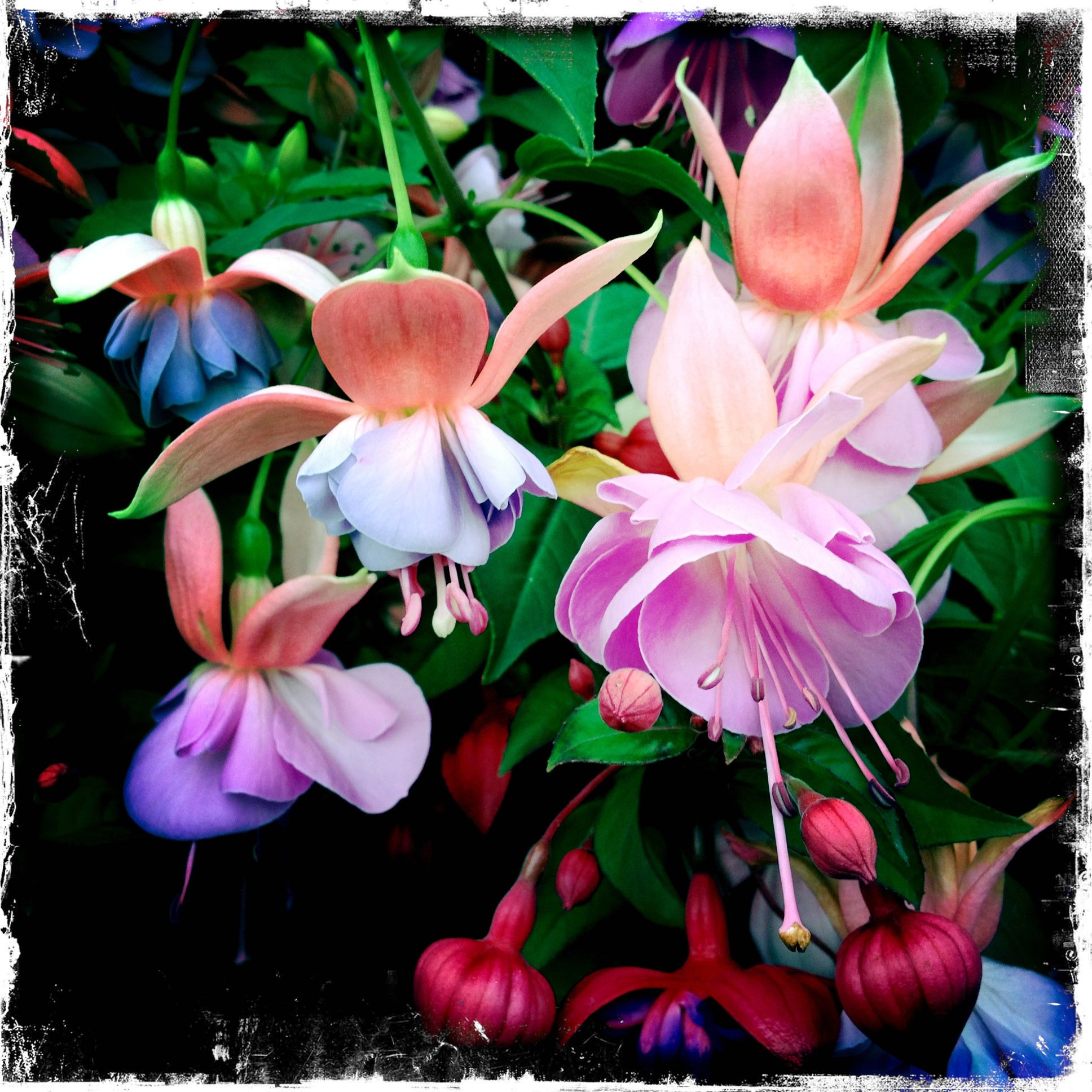 Dancing Flowers.JPG