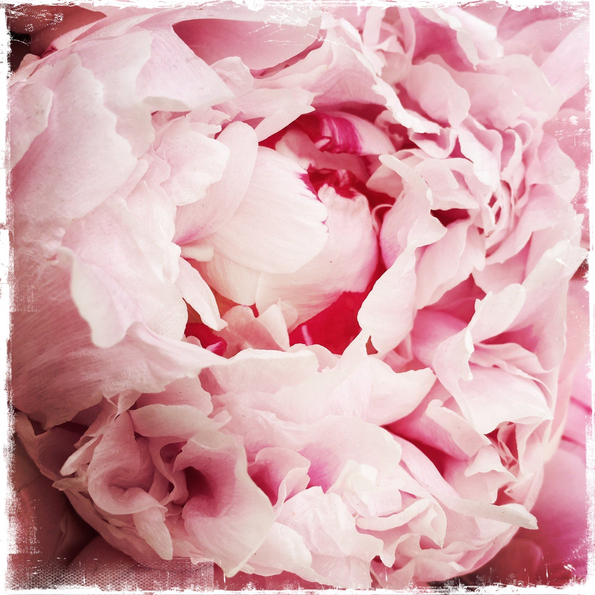 Flowers Inspired by Georgia O'Keefe