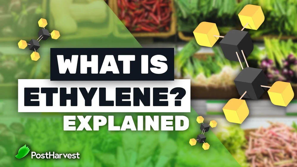 What is Ethylene Gas? How it Affects Fruits and Vegetables