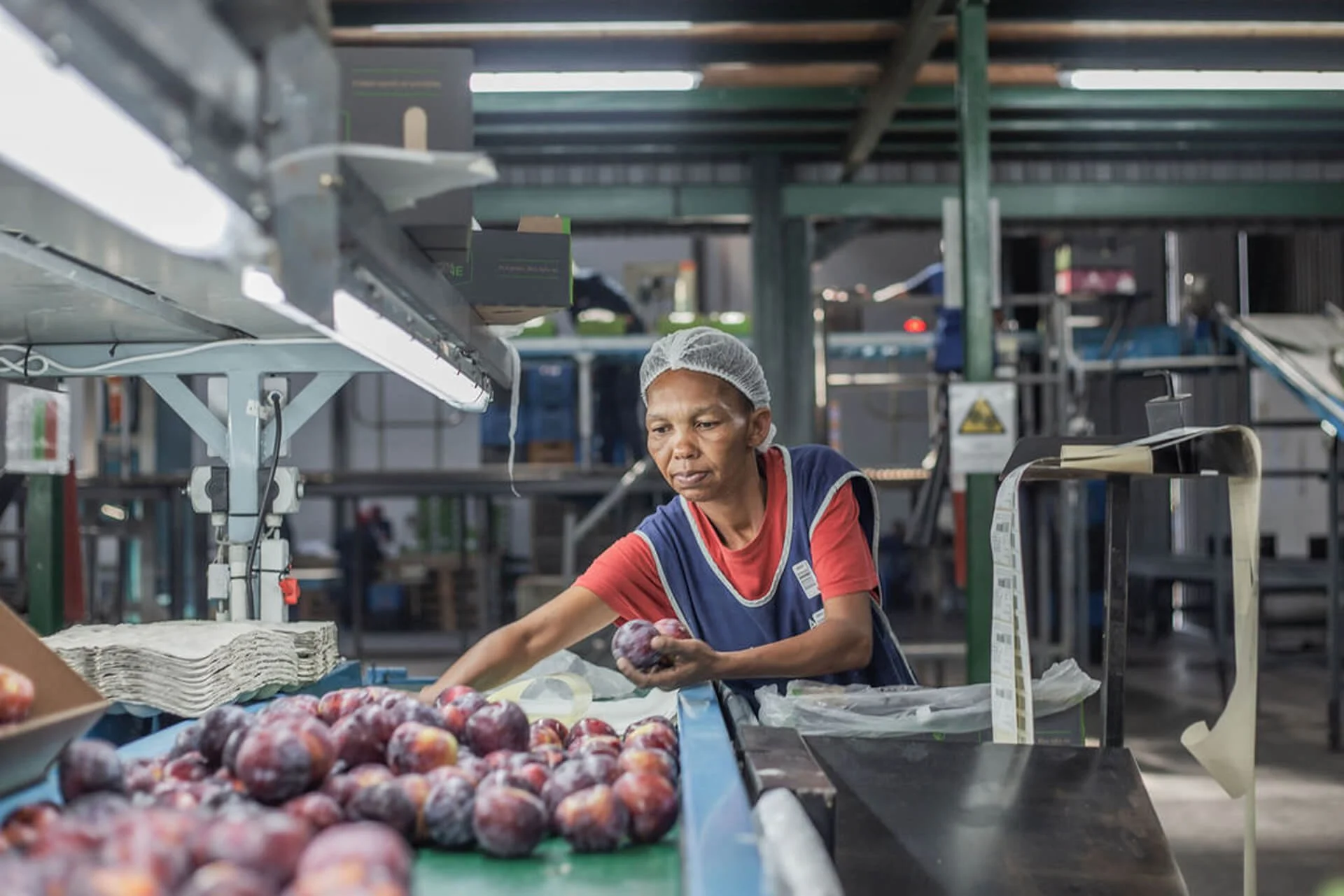 The Journey of South African Citrus