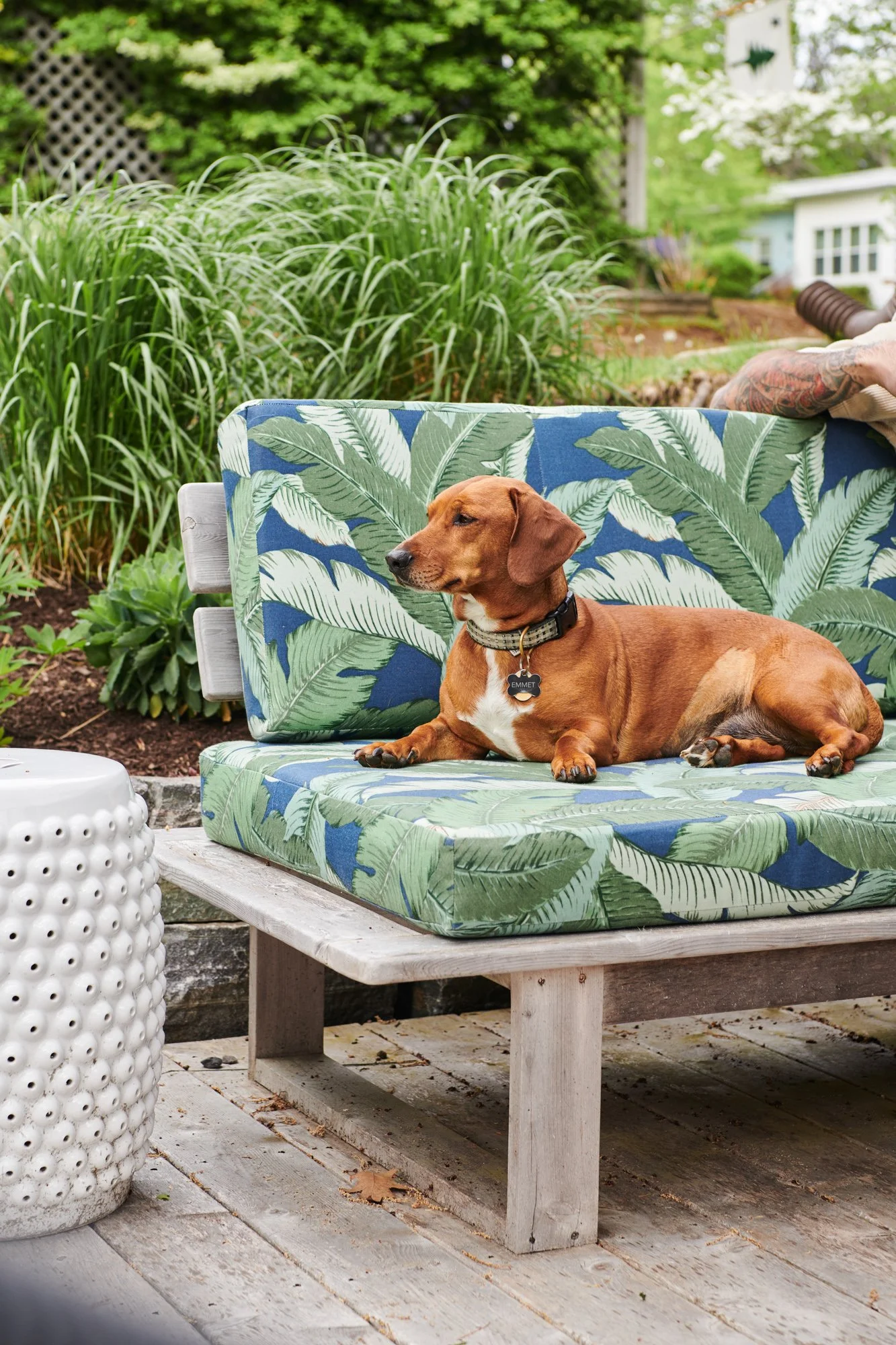dachshund-on-patio-maine.jpg