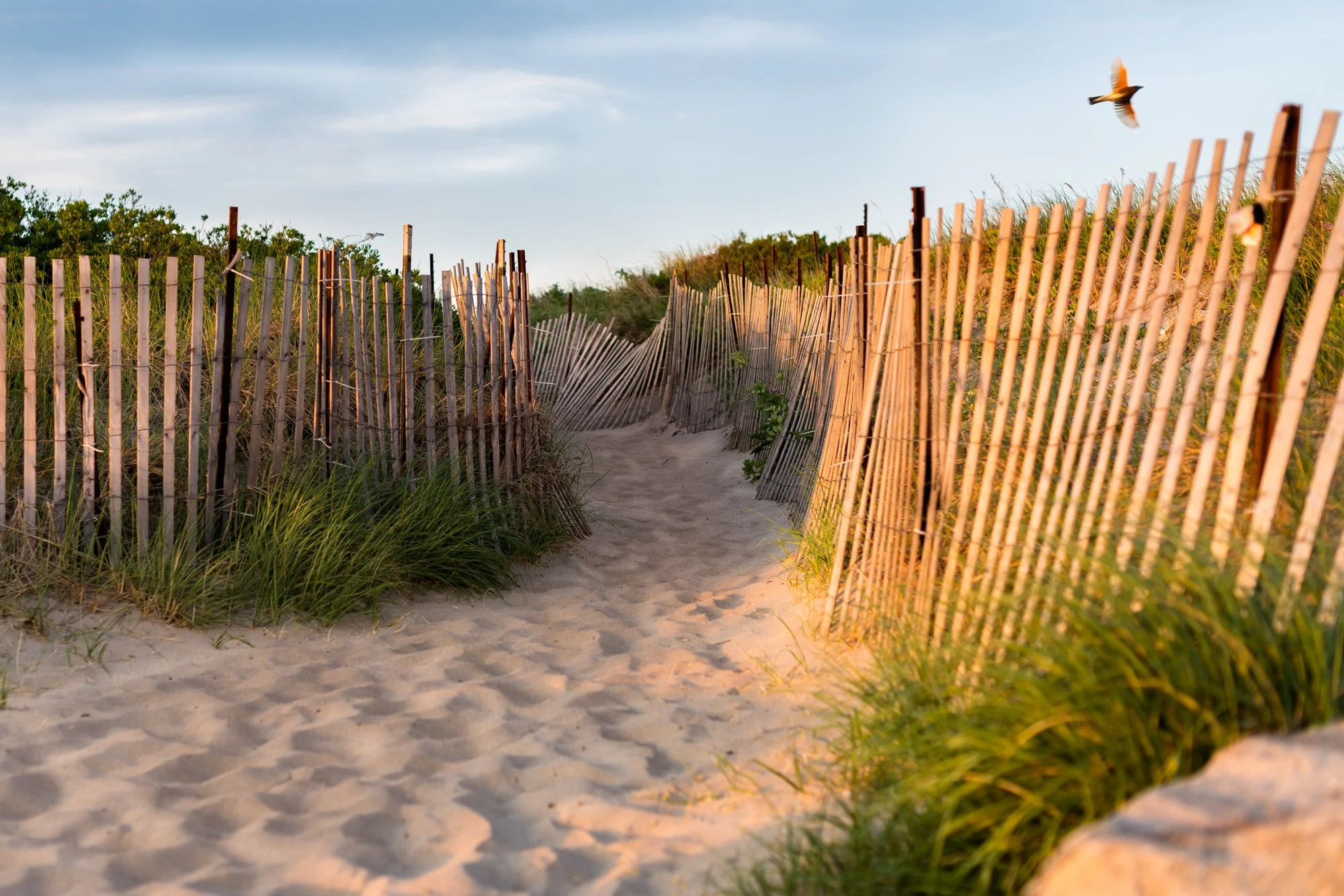 cape-cod-bird-flying-beach.jpg