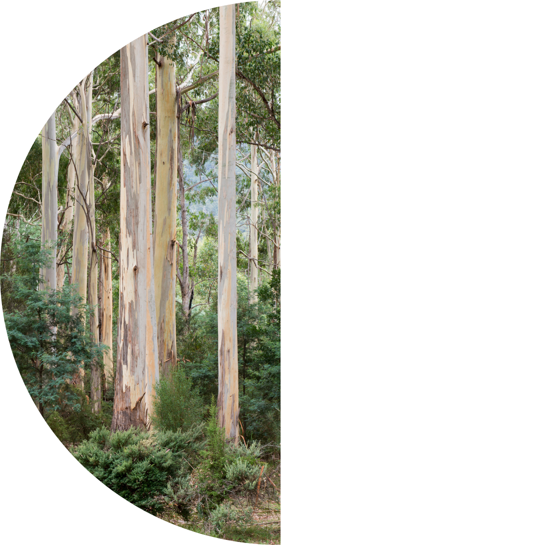 Safeguard Mechanism must prioritise deep, rapid and sustained cuts to emissions