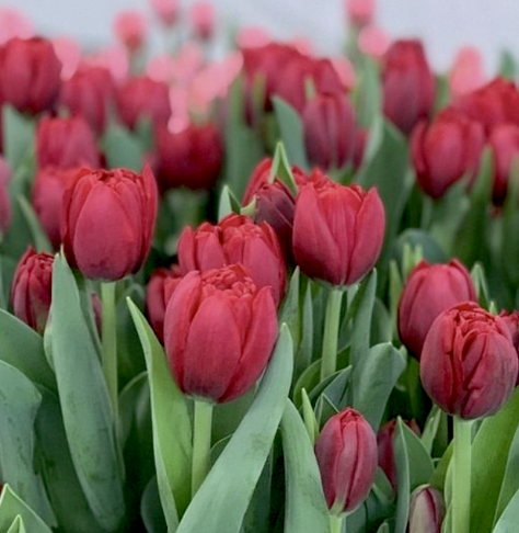 Pre-Order Valentine's Bouquet & Gift Options