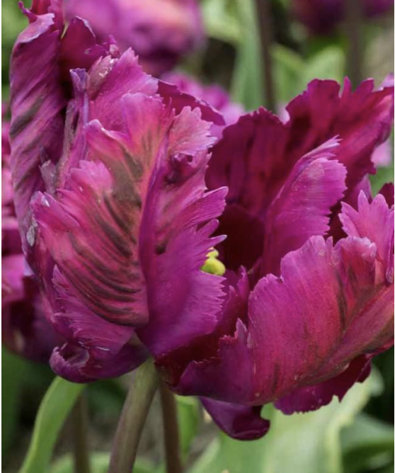 Screen Shot 2026-01-20 at 10.46.15 AM.png