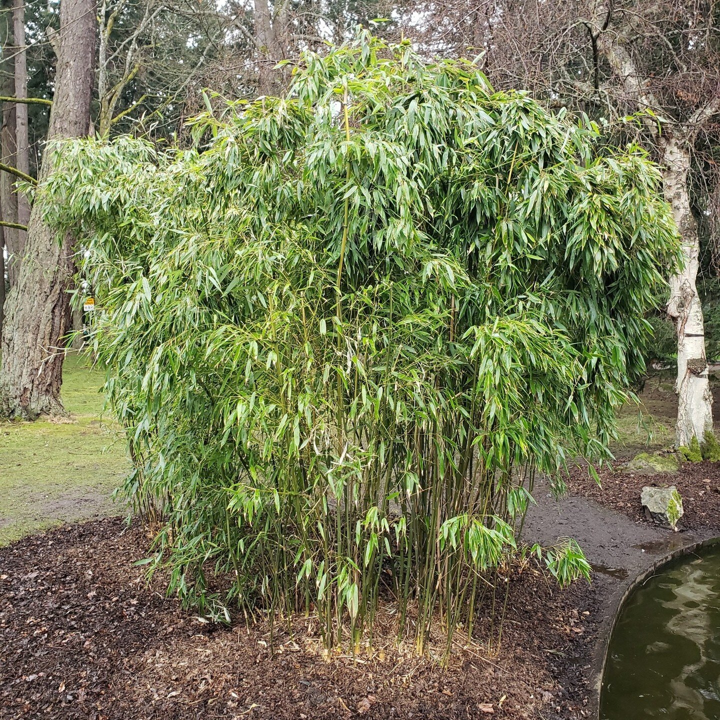 Spring is the best time to prune your bamboo patch so new shoots will have ample room to grow and receive light. 
Be careful to locate any new shoots; do not step on them!
Say goodbye to decaying stumps, which can be a tripping hazard. Sharp and stro