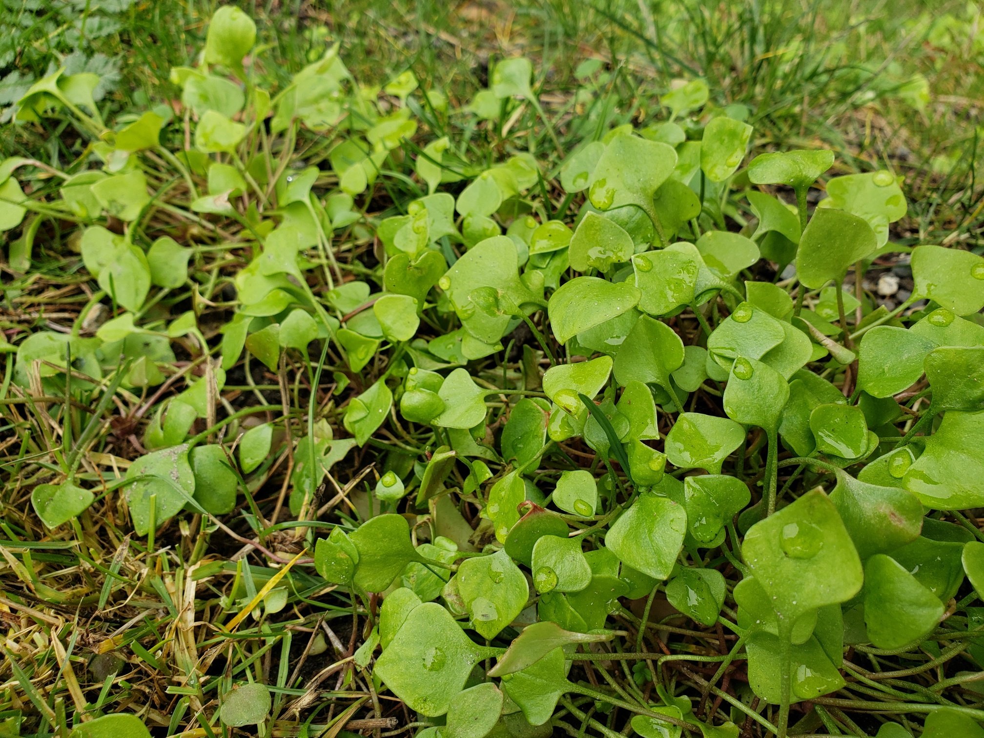 Miner's lettuce