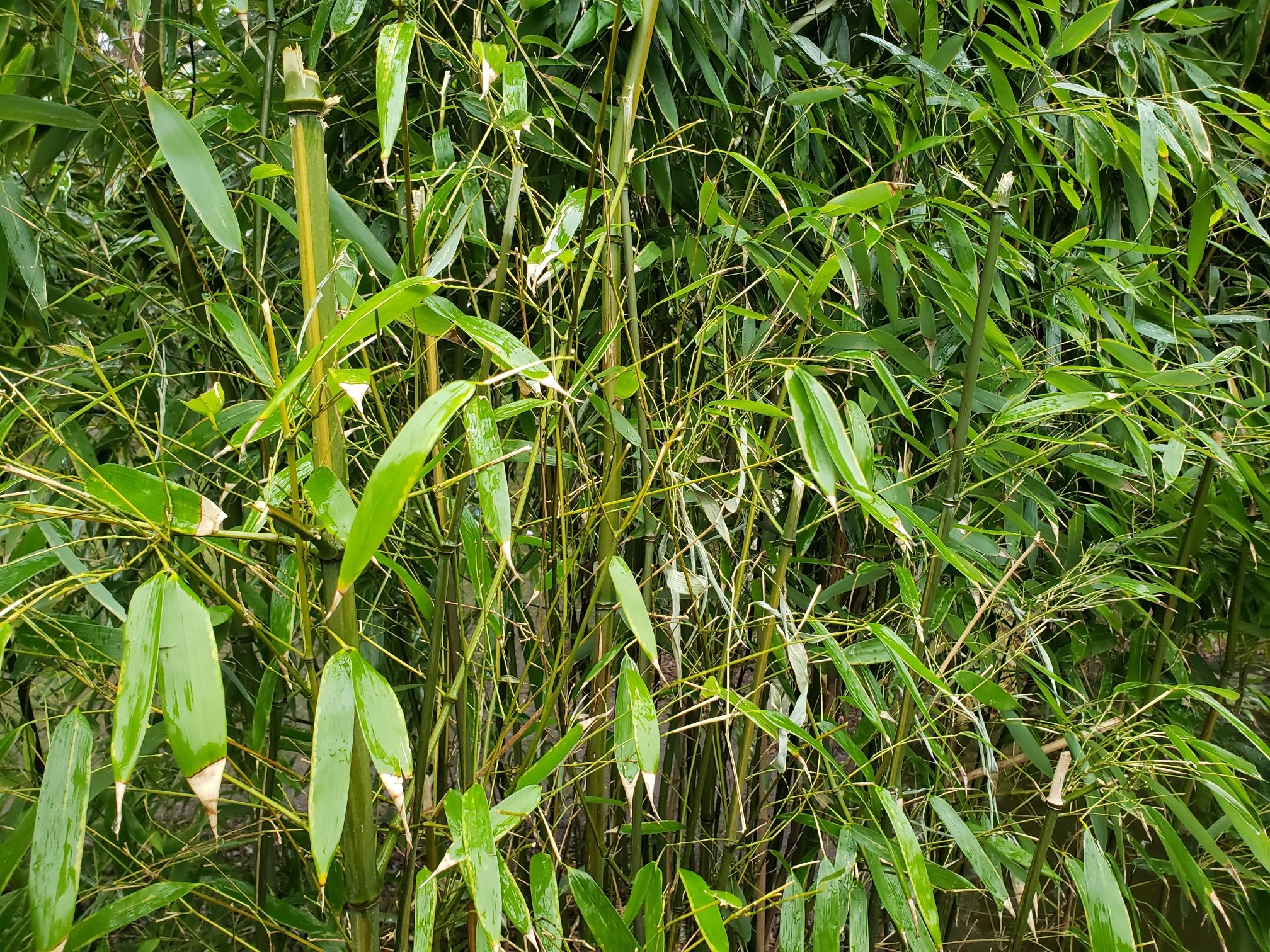 Prune your bamboo