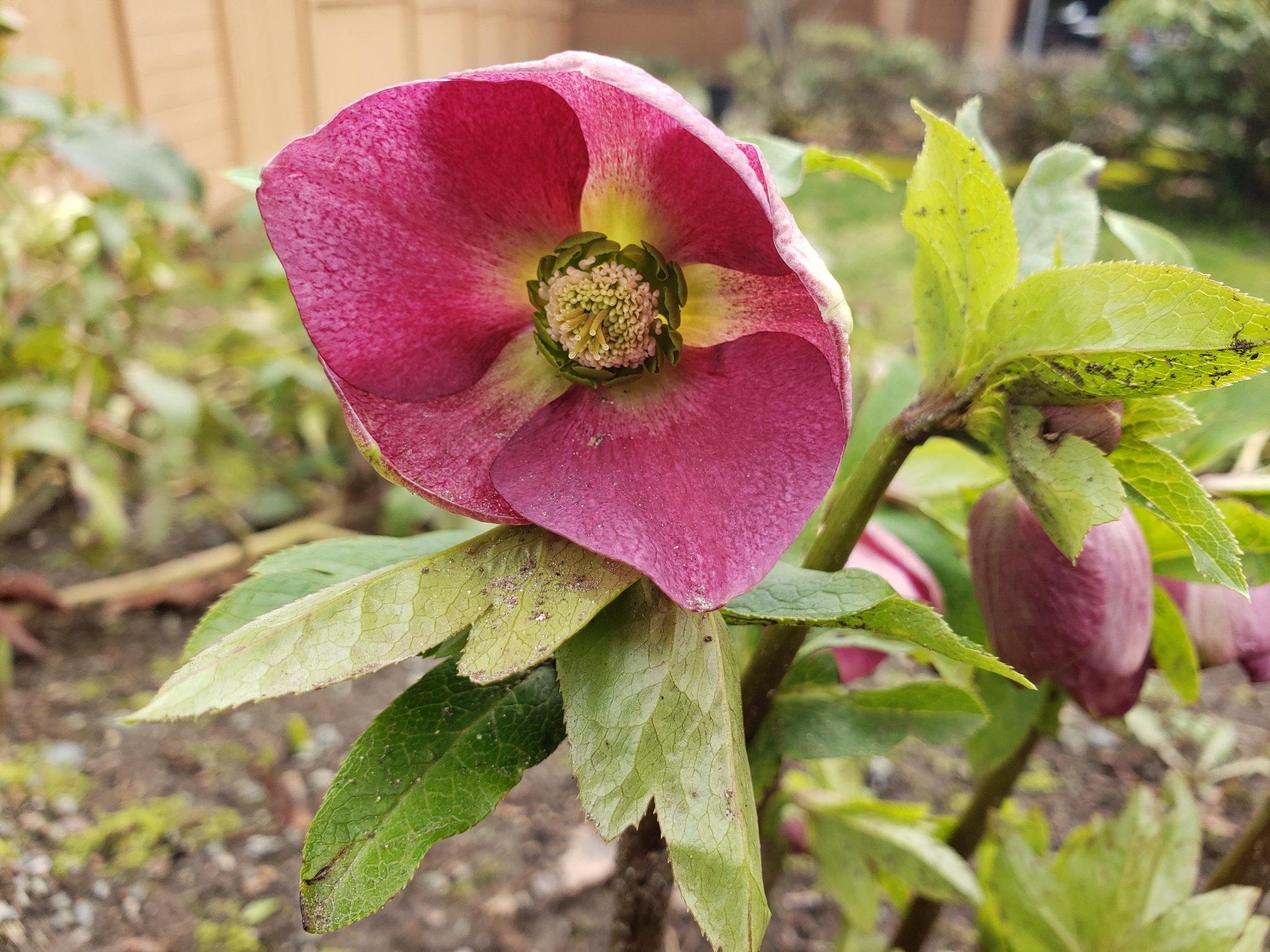 Hellebore Season