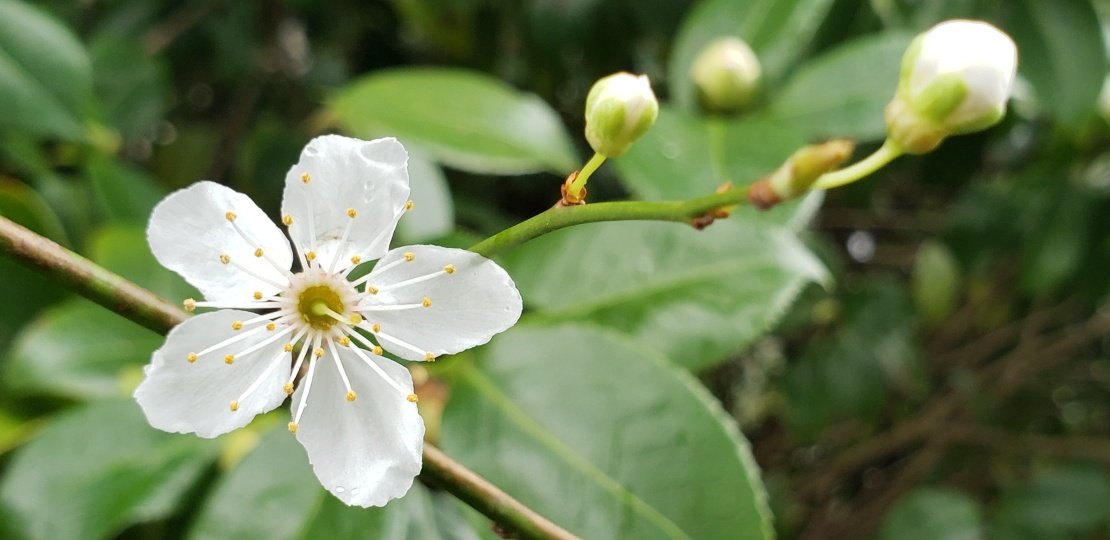 Plum Trees
