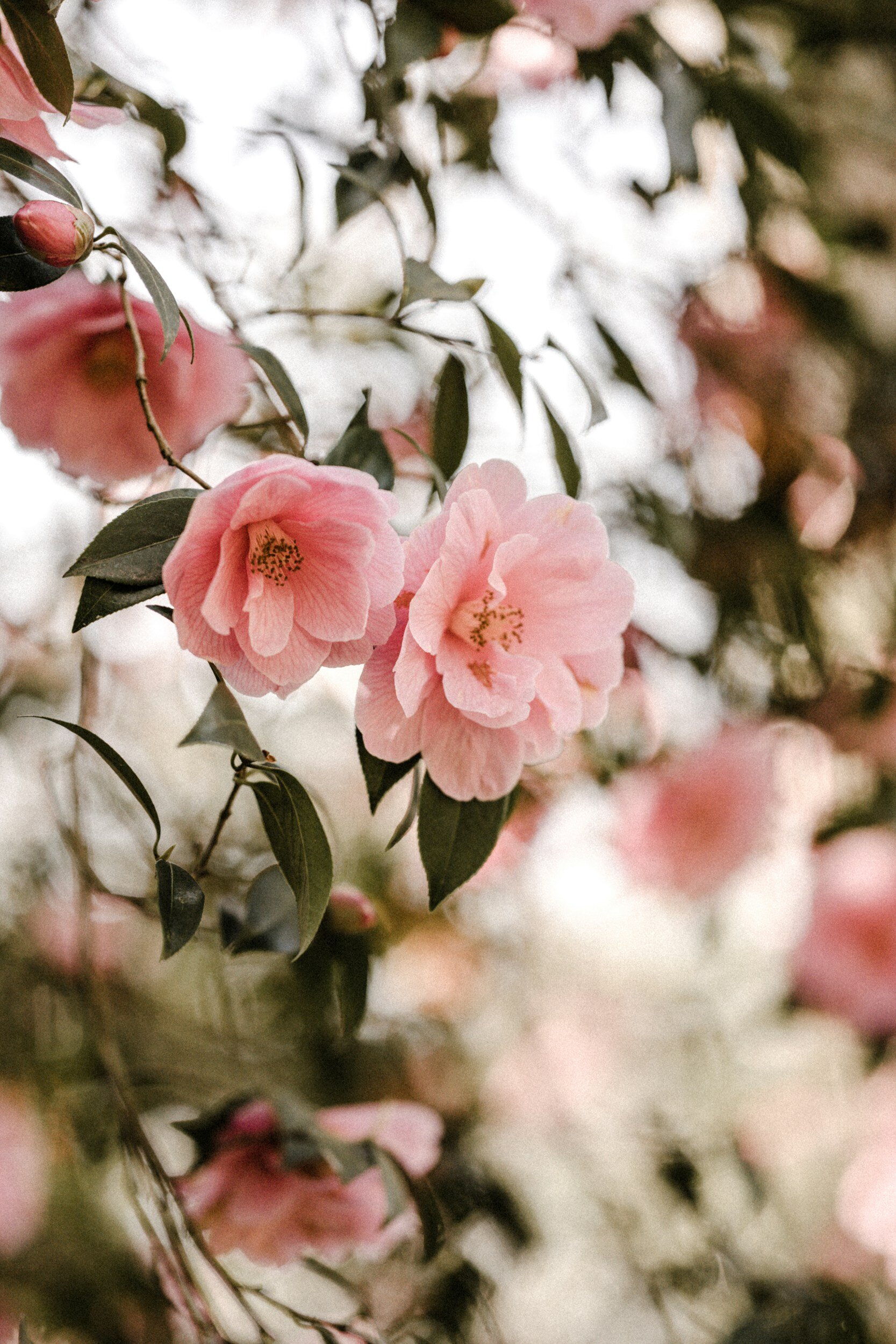 Camellia