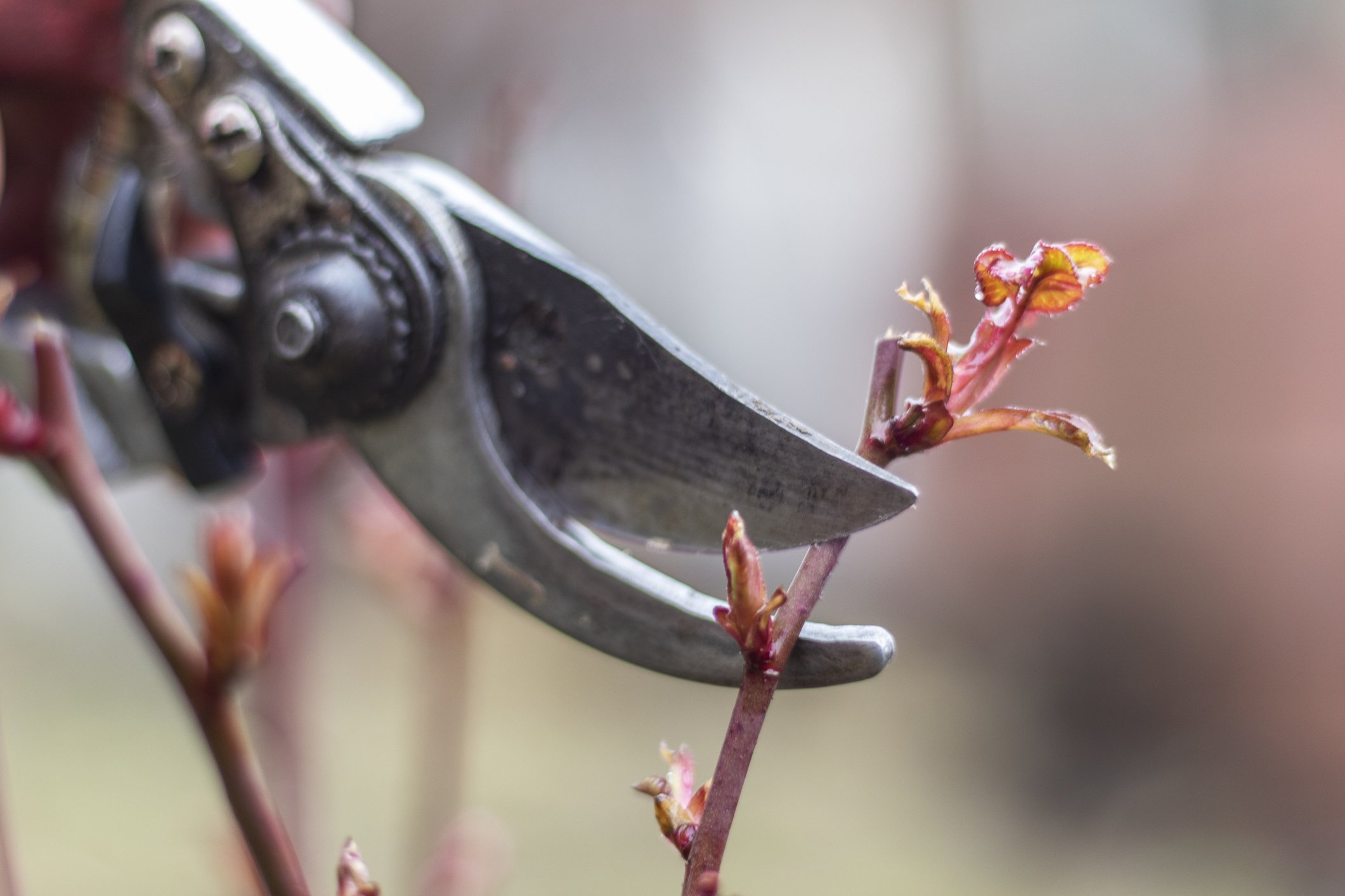 Pruning & Trimming