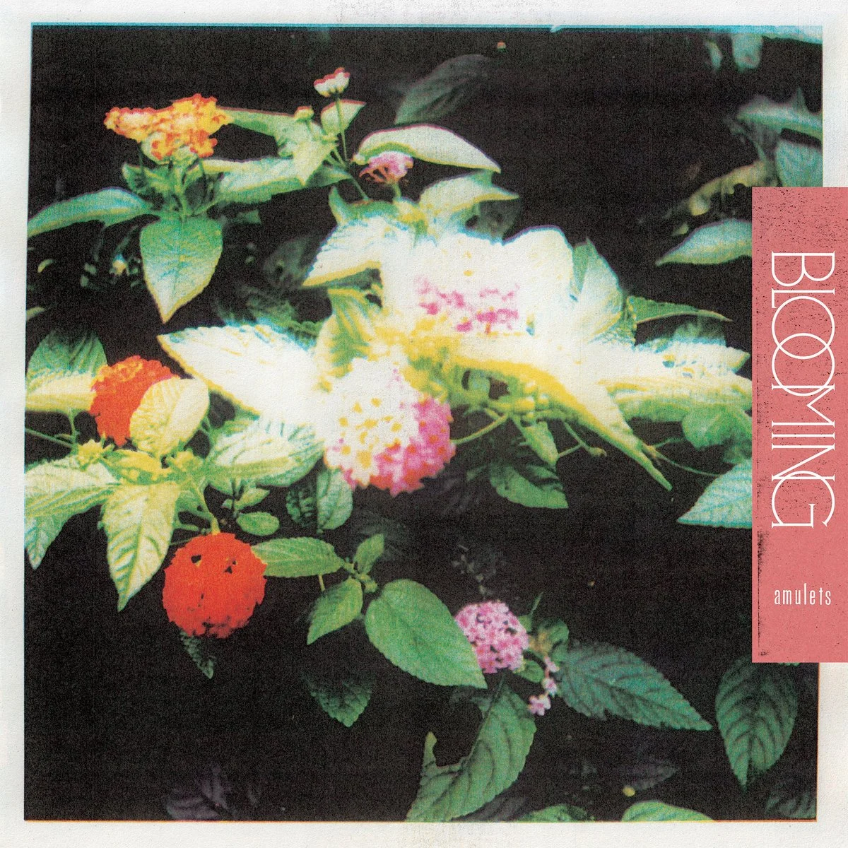 Colorful flowers and green leaves on a dark background, with text overlay reading 'Blooming amulets'.