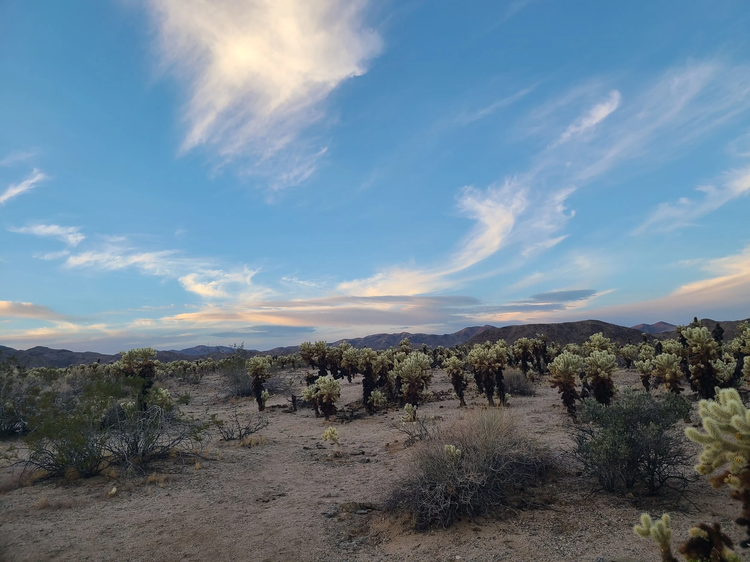 Joshau Tree National Park.jpg