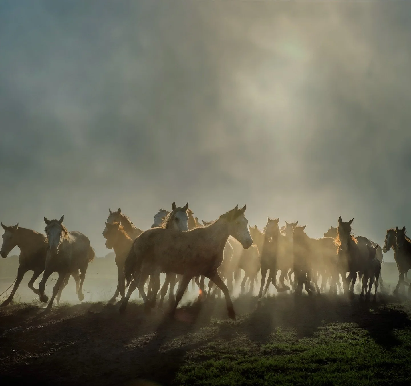 There&rsquo;s something about wild horses that pulls me in&hellip;. Photographing them feels less like observing and more like being invited into something sacred.  The way they move together, protect one another, they bound as family&hellip; it&rsqu