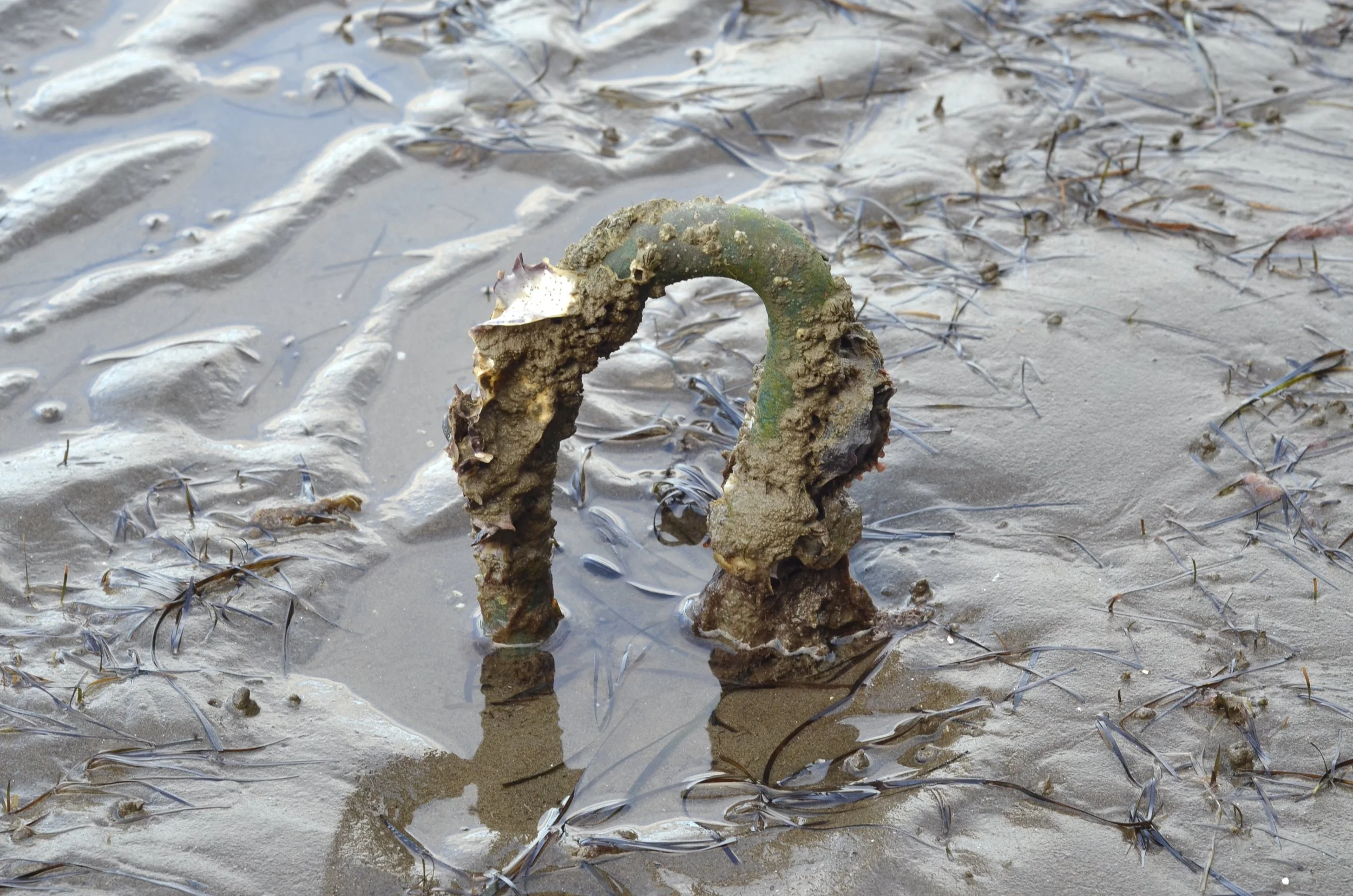 salt crusted_additional promo image 1.JPG