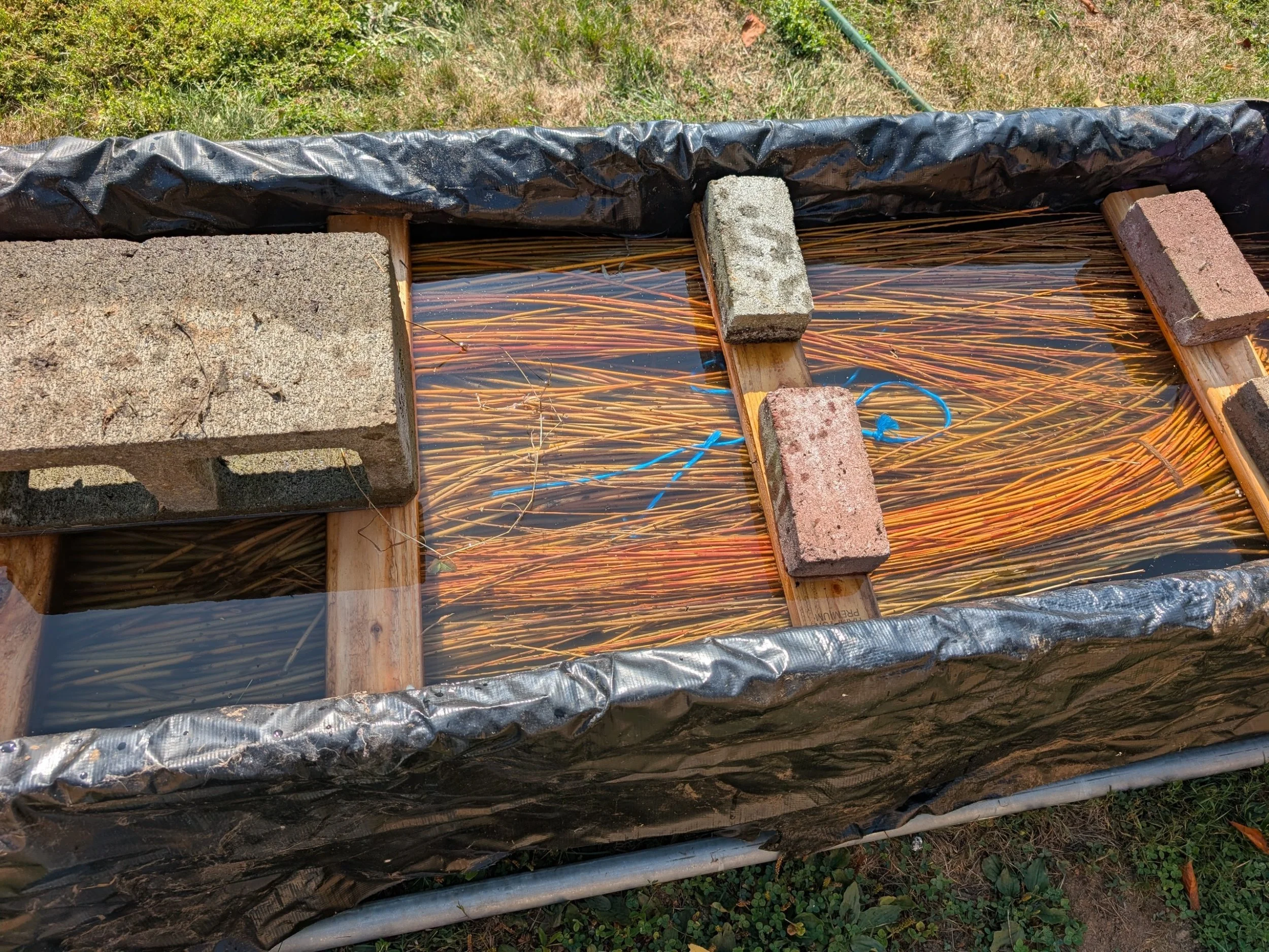 Basketry Willow in soaking tank hedgerow willows fock and farm