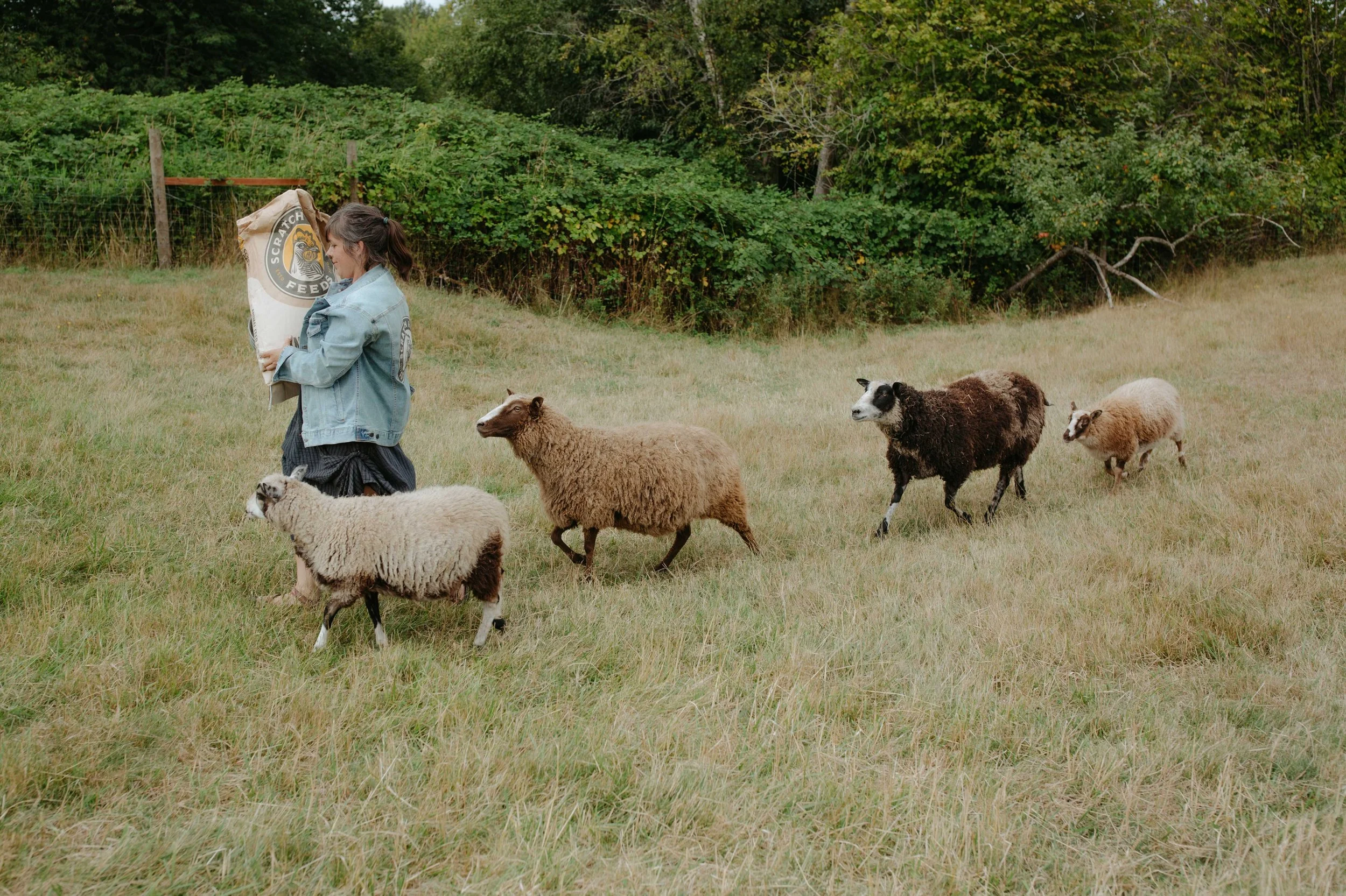 Kaisha and sheep with Scratch n Peck Feed