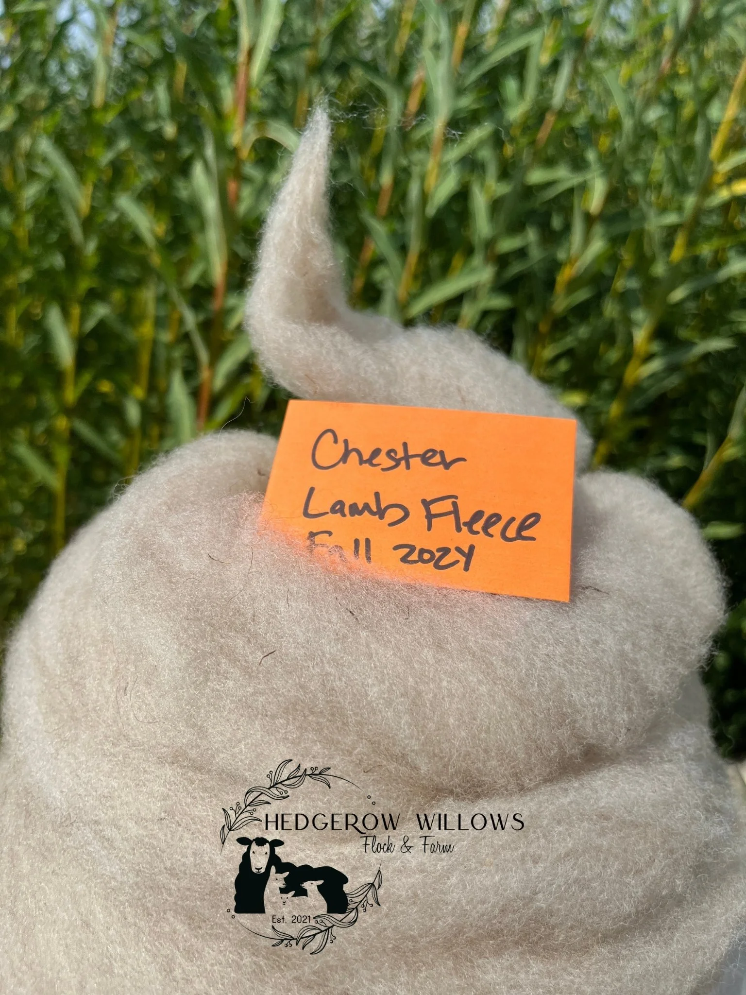 Chester- Finnsheep Roving 4 oz