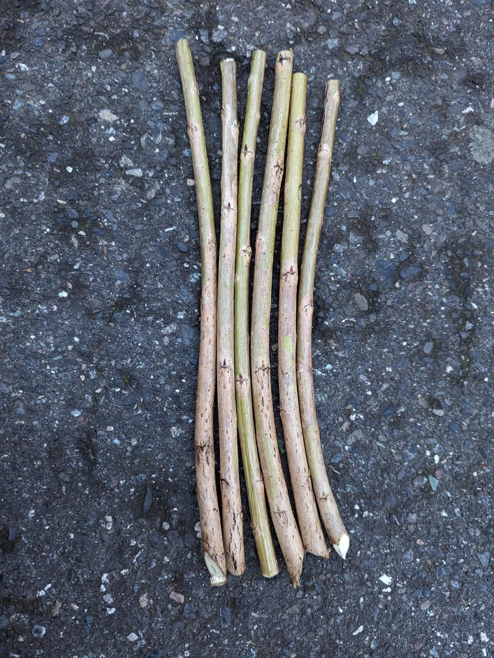 Willow Rods Splints Hedgerow Willows- basketry willow weaving rods for basket weavers ...