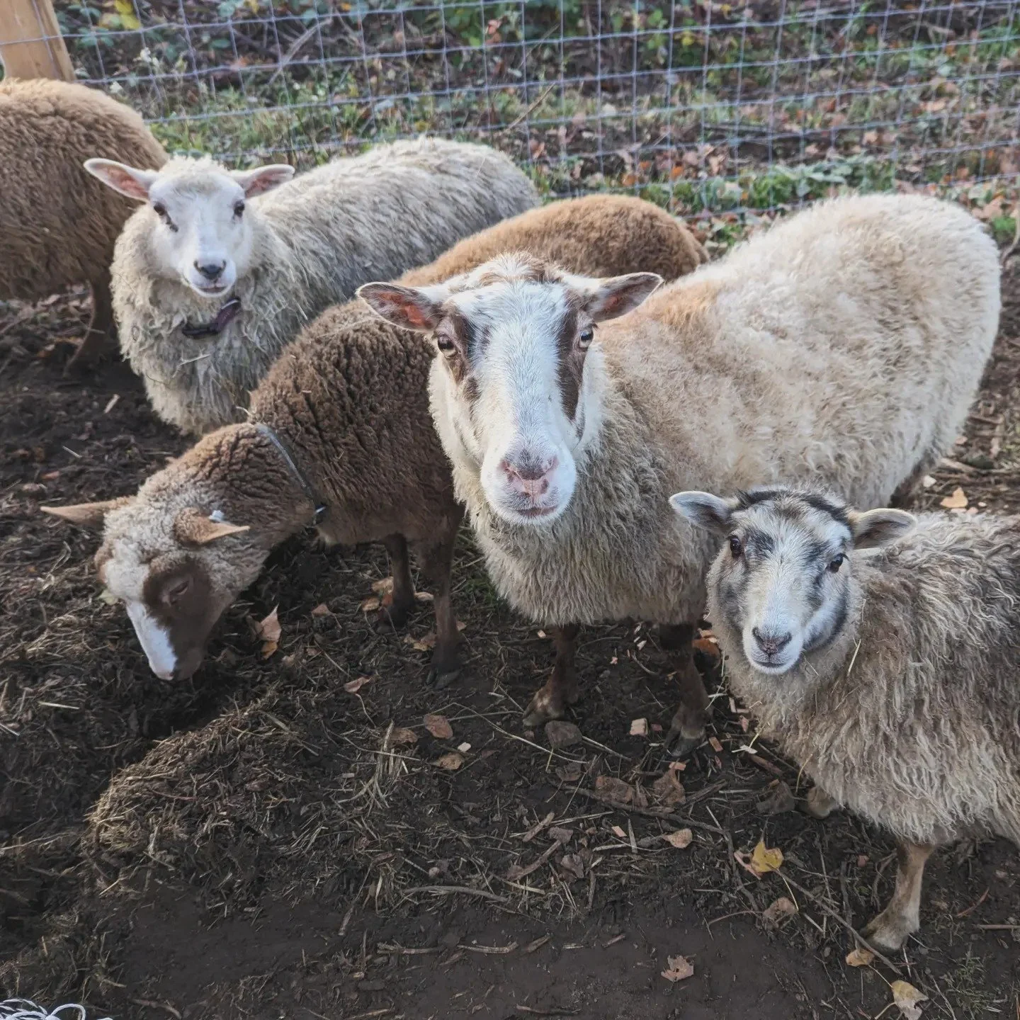 Finnsheep