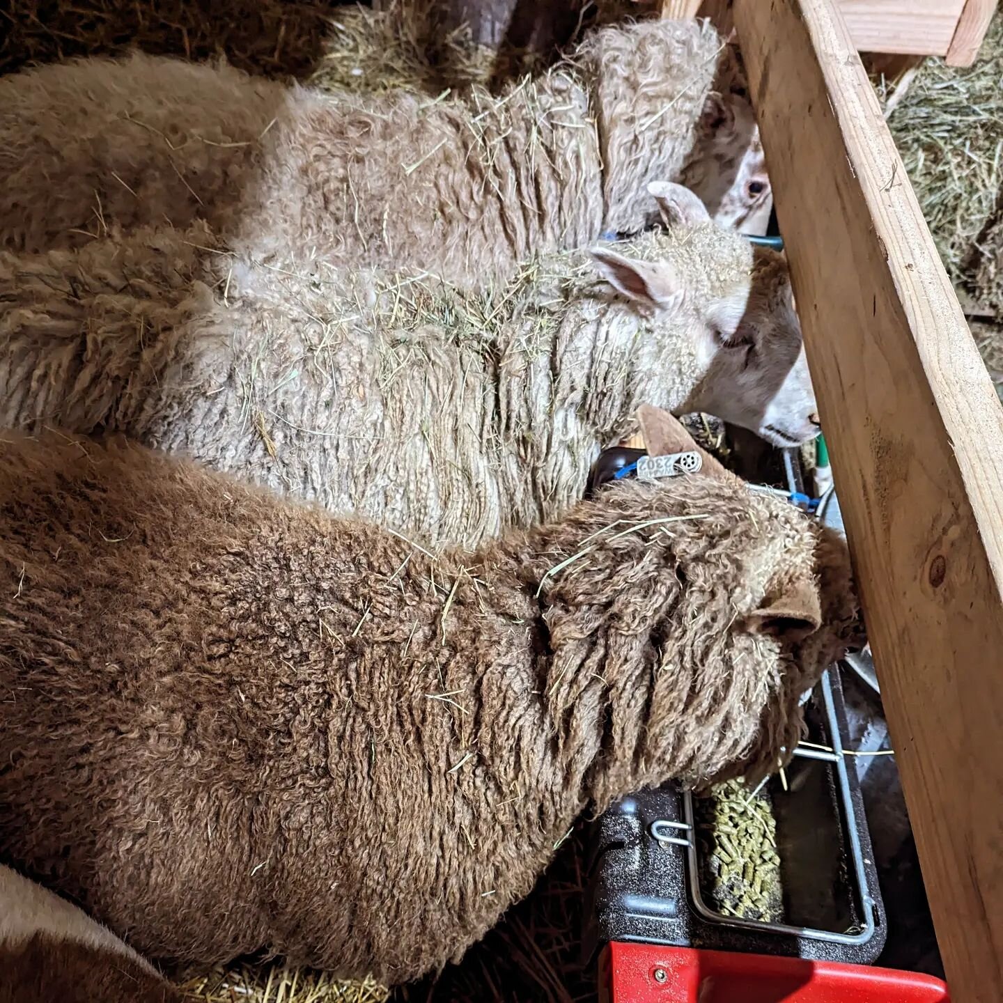 Baby watch is torture!

 I think they are due between the 15th and the 25th.

The problem with keeping your ram with your flock full time.  Other start showing and you're like oh is that mean that we're going to have a baby in a couple of weeks or to