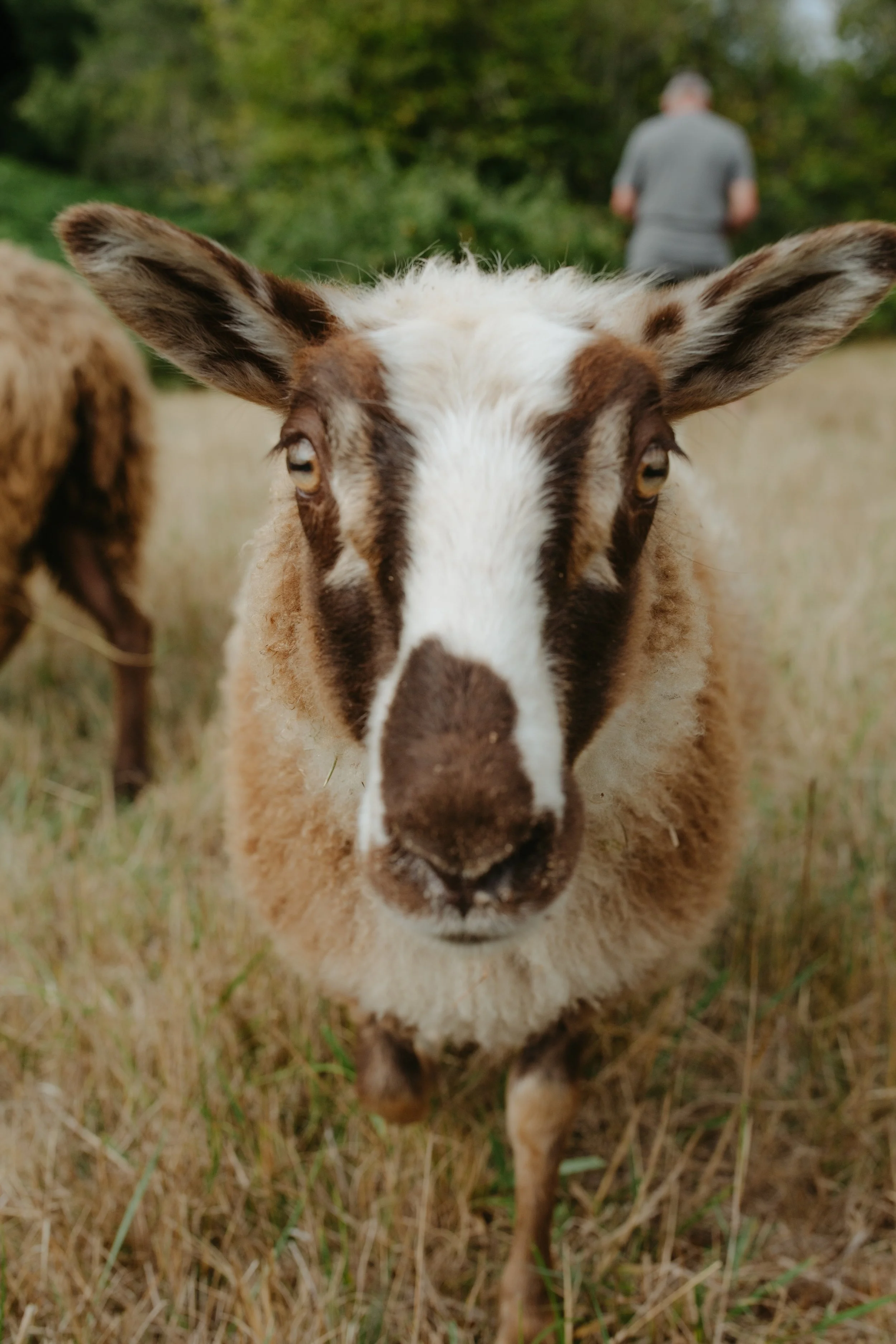 Apoet, Hedgerow Willows Finnsheep ewe DOB 3/2026