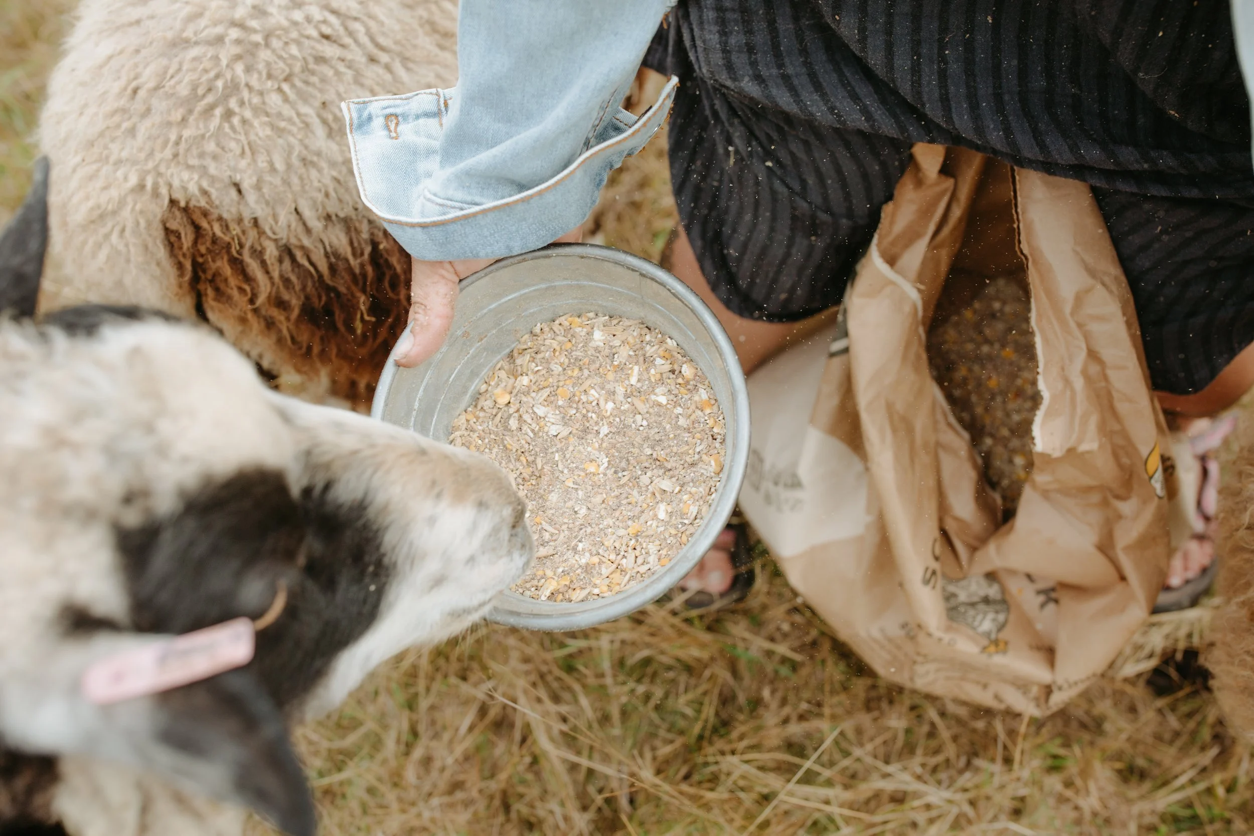 Feeding Your Ewes - practical advice for healthy Gestation