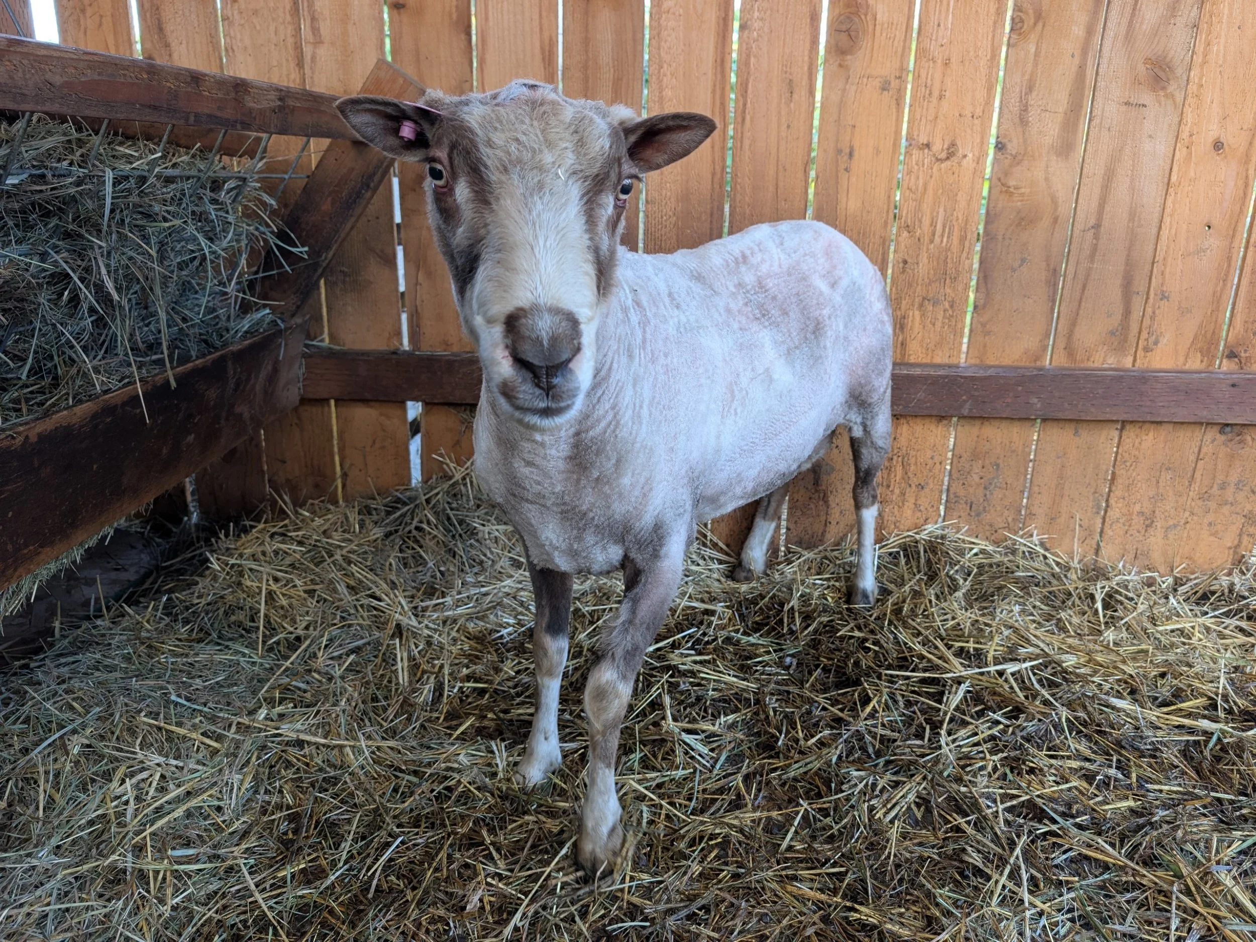 Chester- Finnsheep Ram 2024 Finnsheep Roving