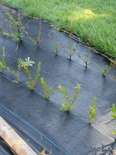 new basketry cutting in plastic mulch