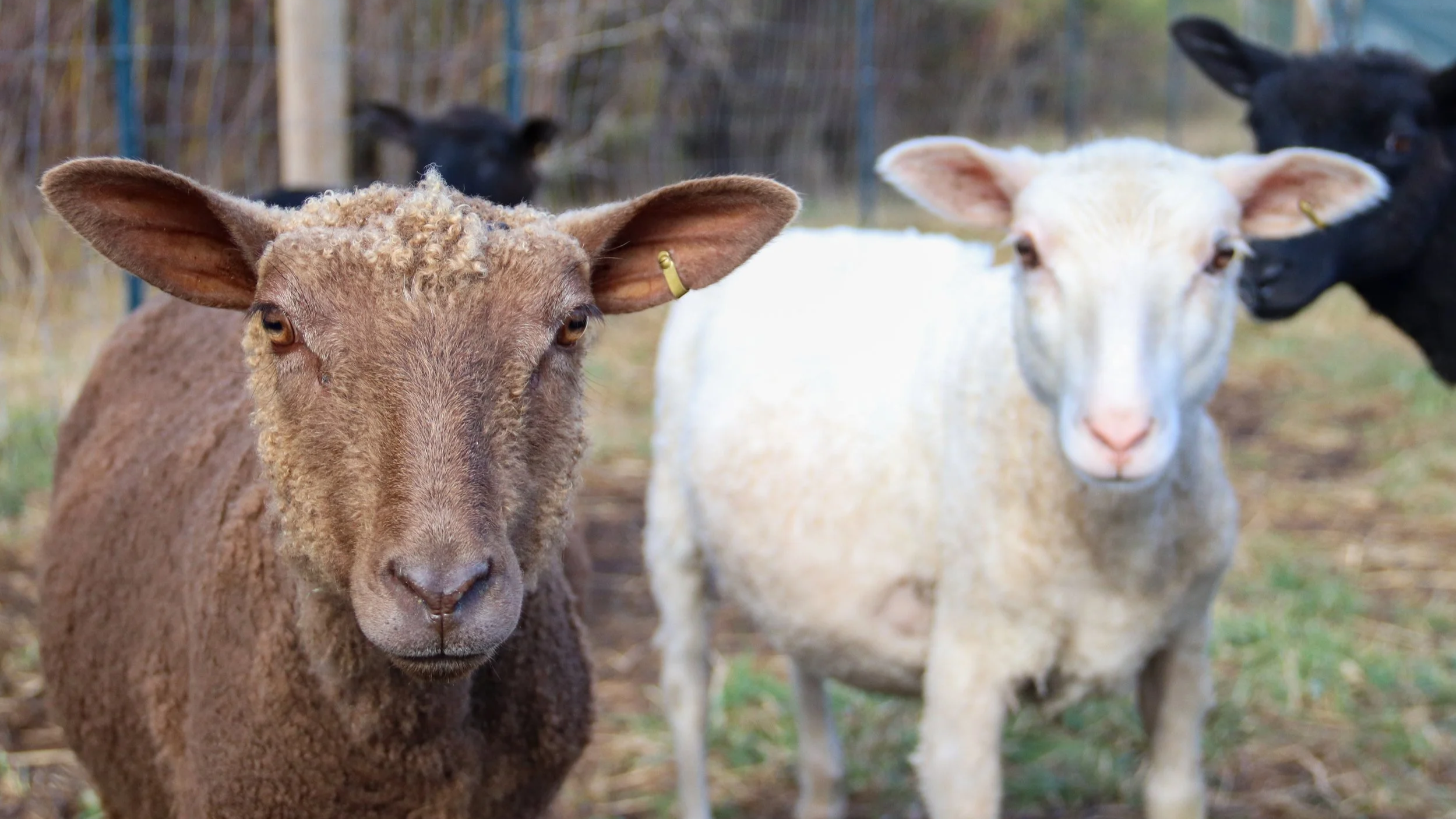 Grass Fed Lamb Share DEPOSIT- LOCAL PICK-UP