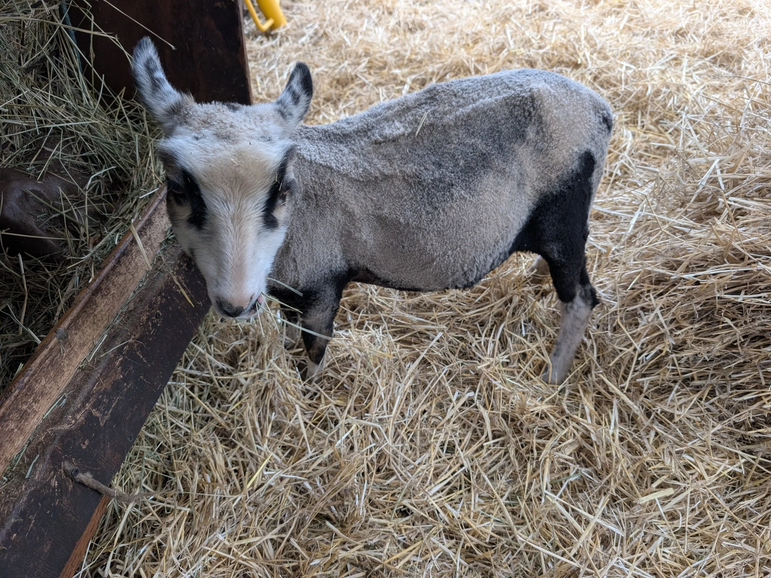 "Fish" Fall 2025 Raw Fleece 2.5lbs