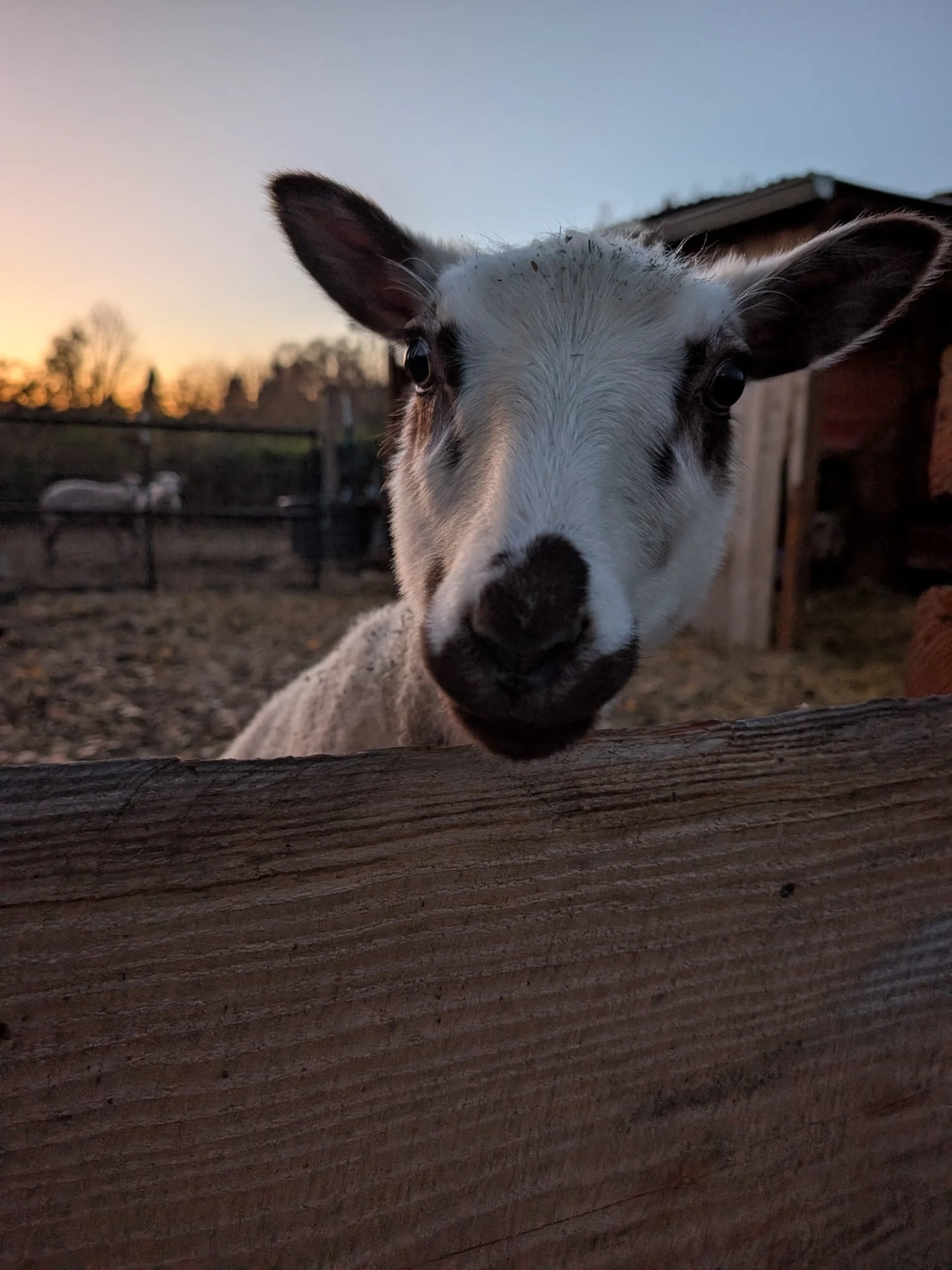 Hedgerow Willows Flock & Farm Finnsheep ewe "A Wonder" 2025
