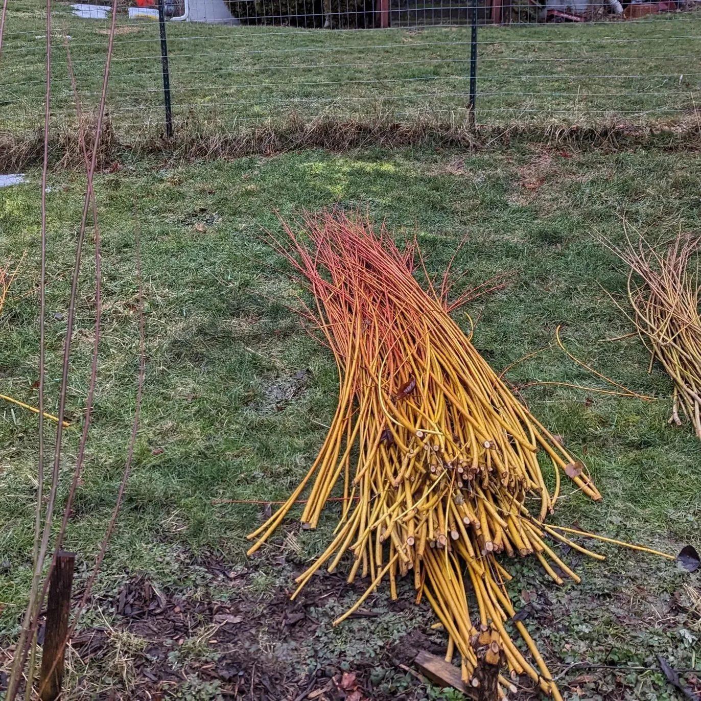 Basketry Willow Harvest