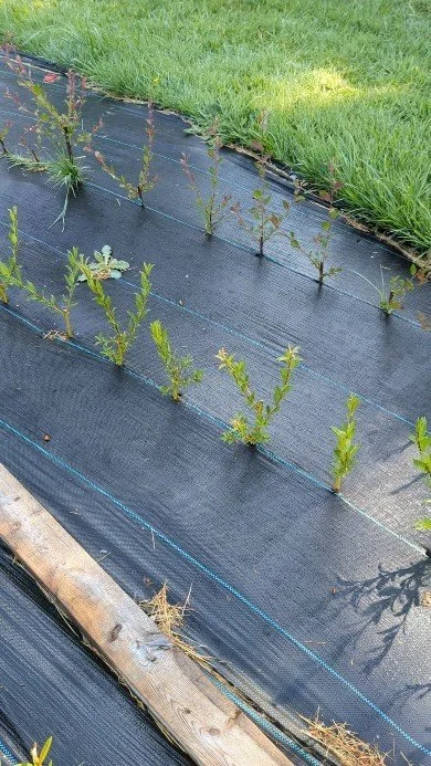 Willow Cuttings planted 1st spring