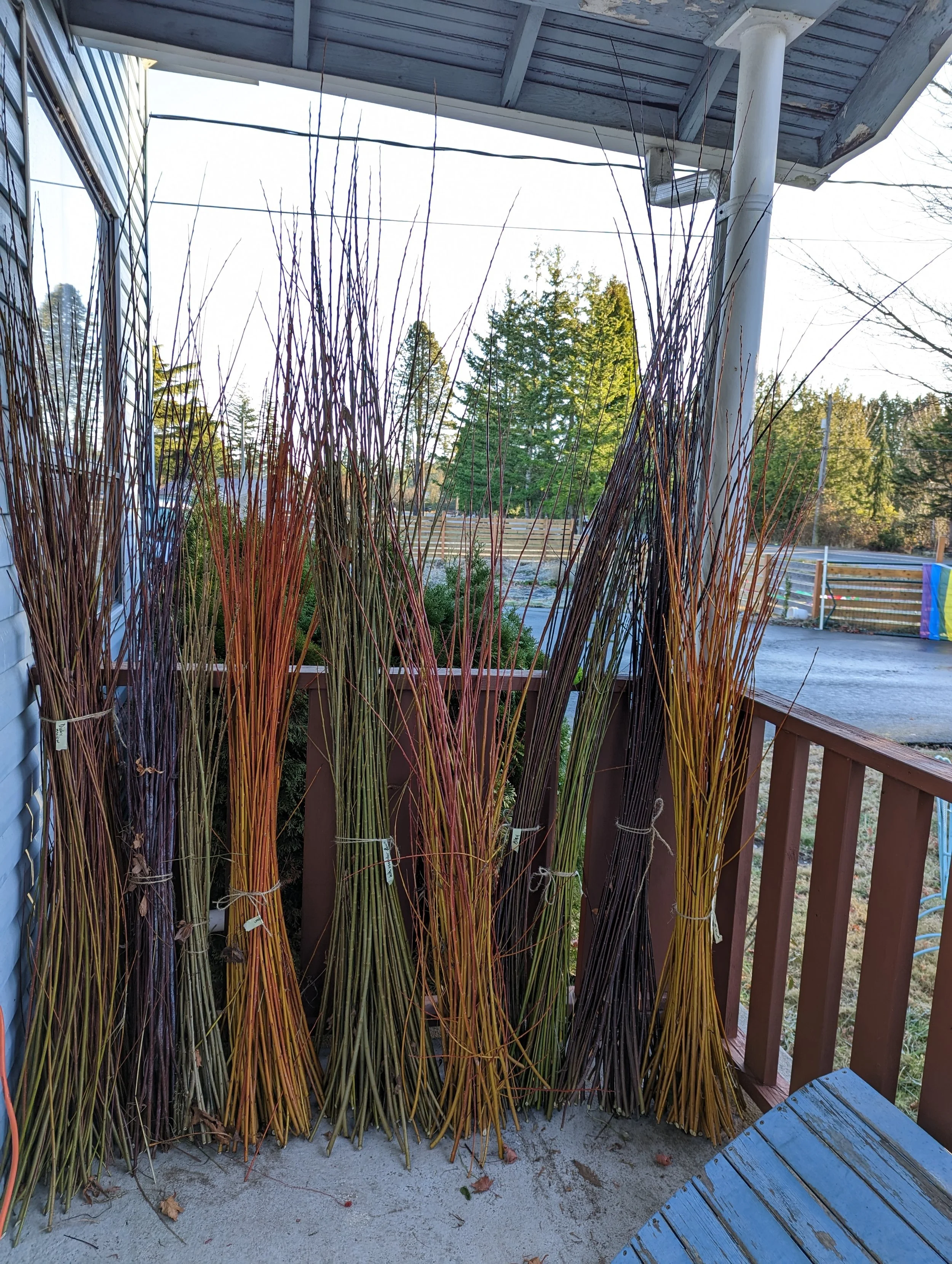 First season wilow harvest. Small but might basktery willow harvest at Hedgerow Willows flock and farm
