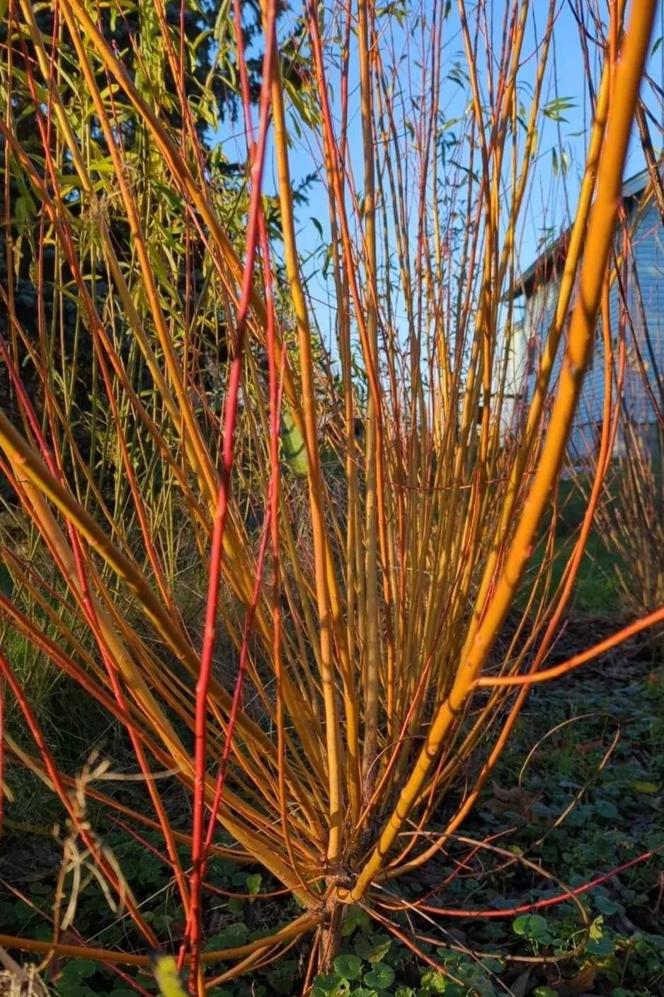 Fardon Basketry WIllow