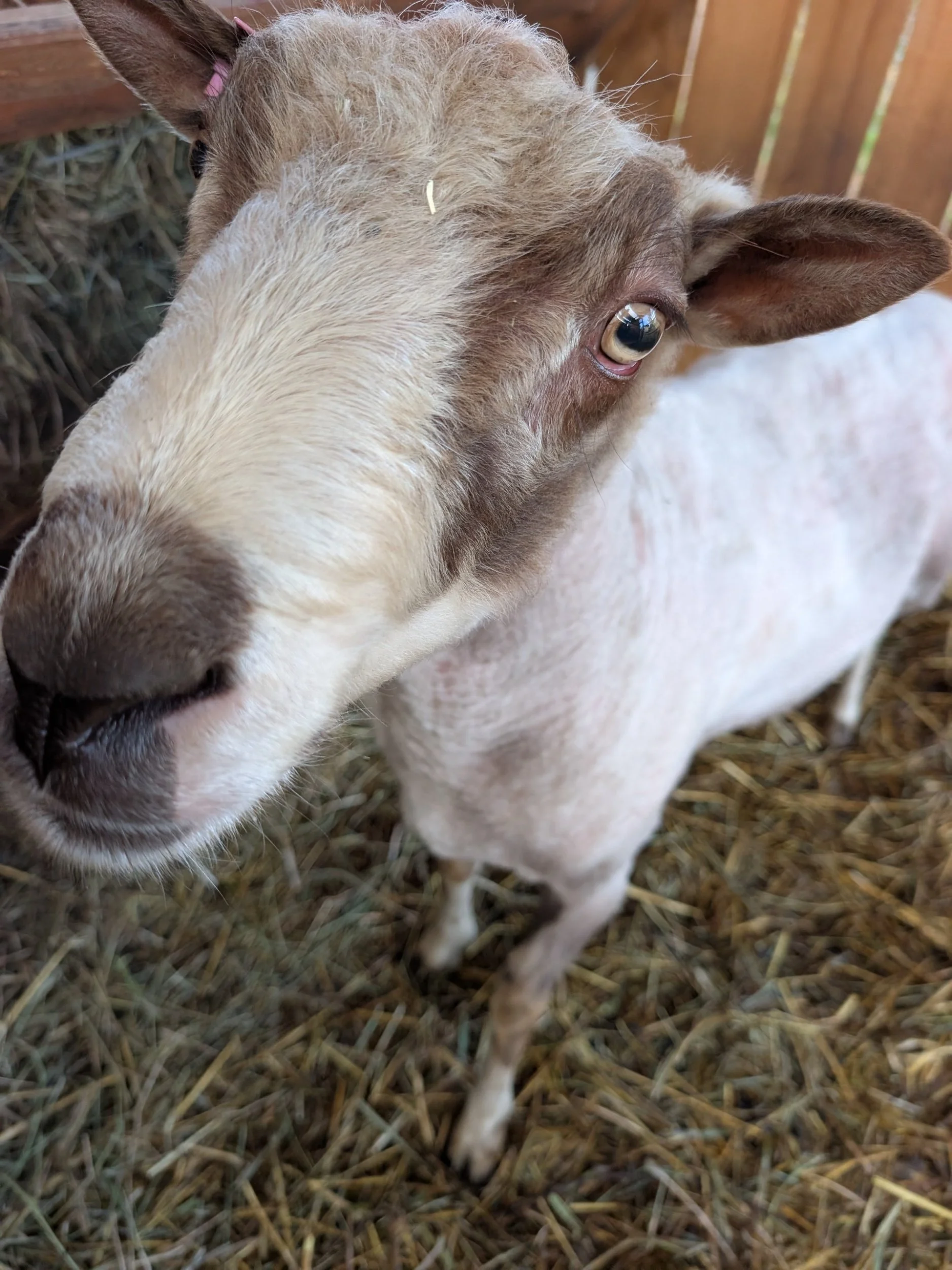 Chester- Finnsheep Ram 2024 of HedgeHog Hill