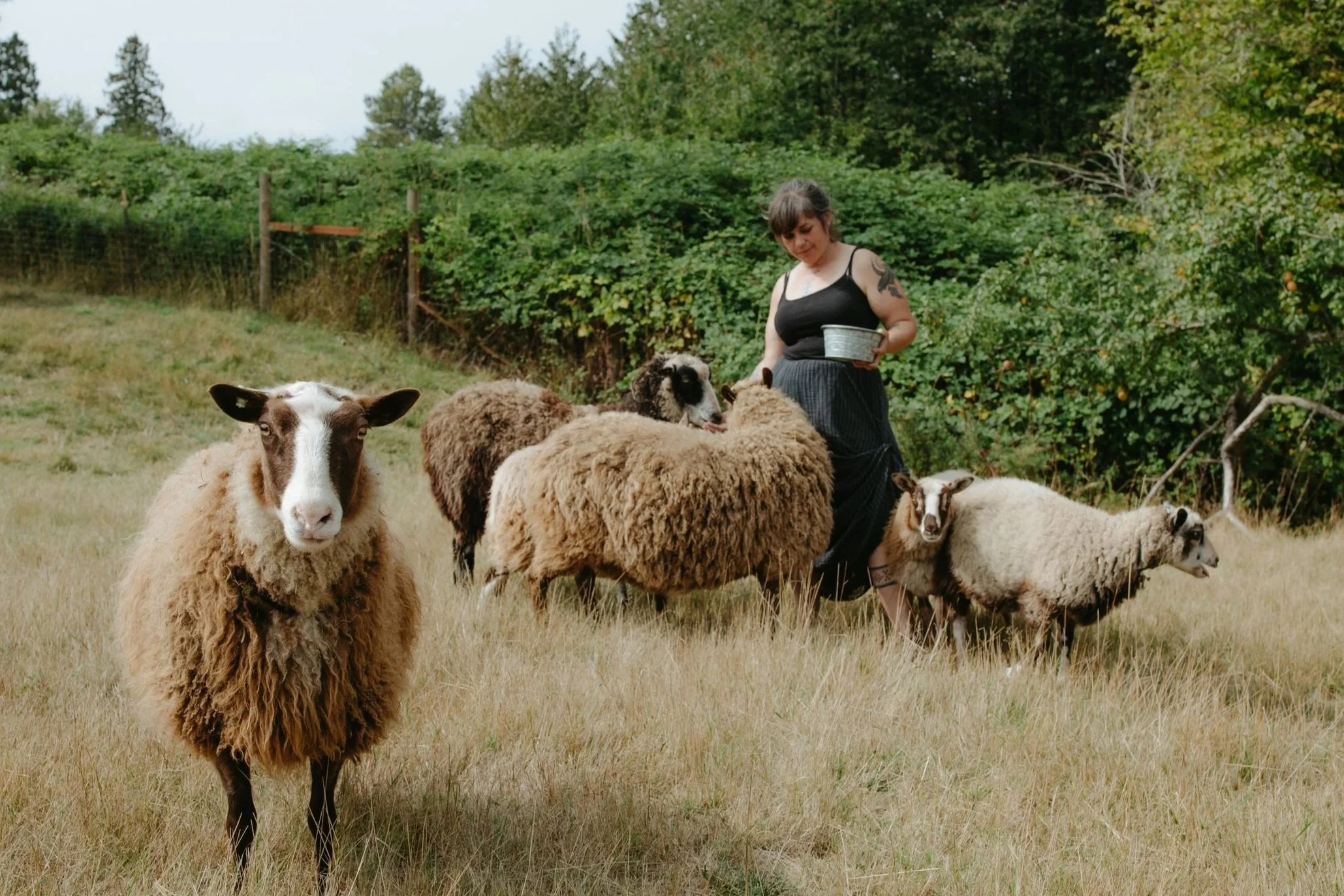 Our flock of friendly finnsheep at Hedgerow Willows, located in Ferndale, Wa.
