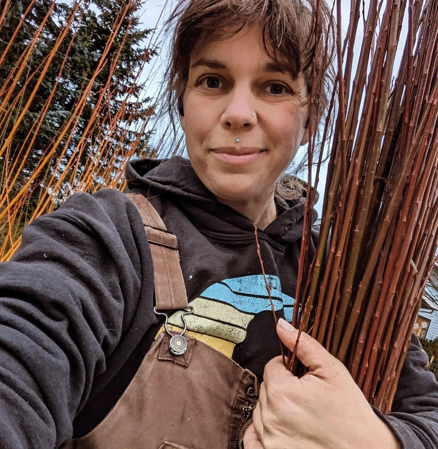 Basketry Willow- Drying and Storage