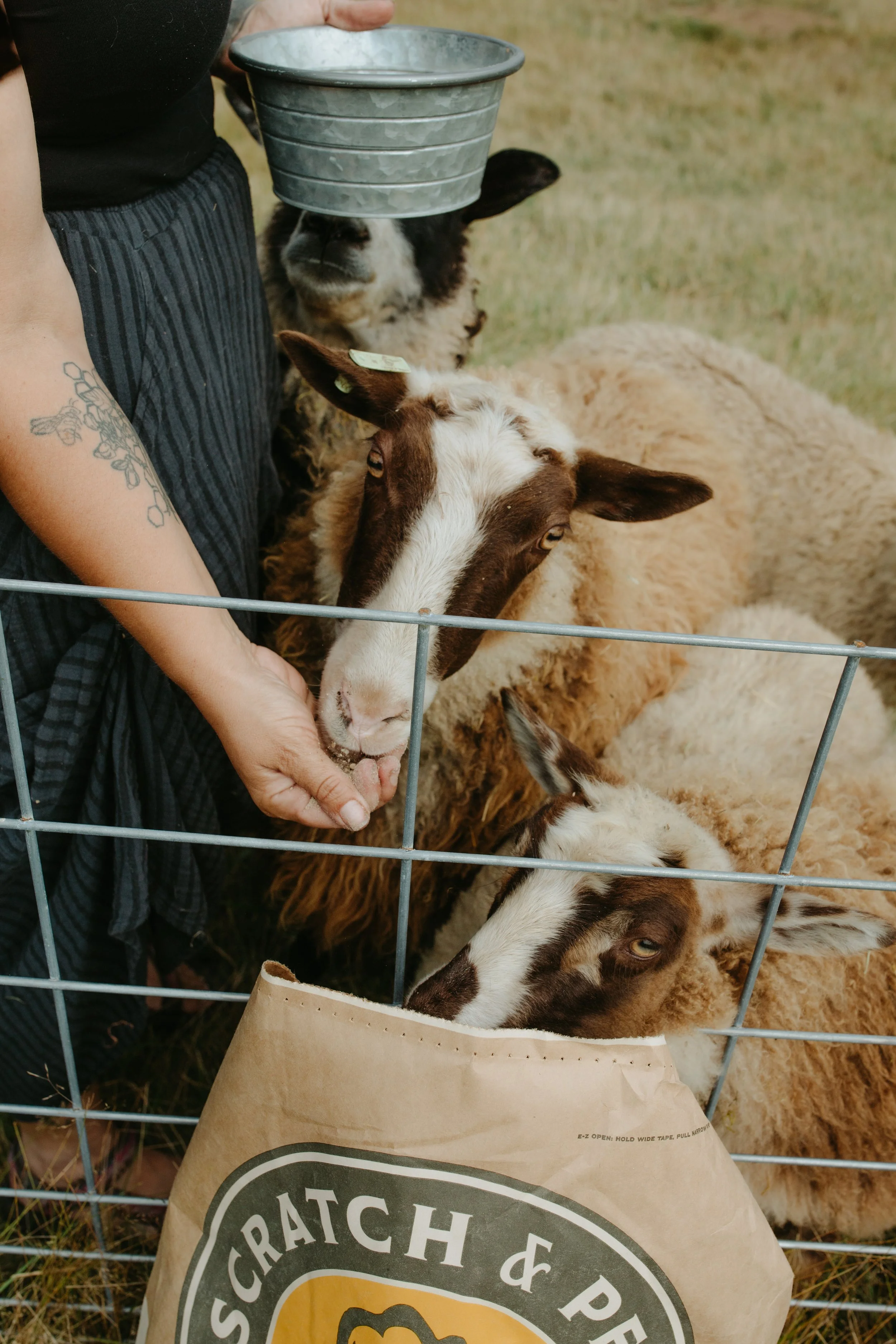 shepardess feeding finnsheep at hedgerow willows flock & farm