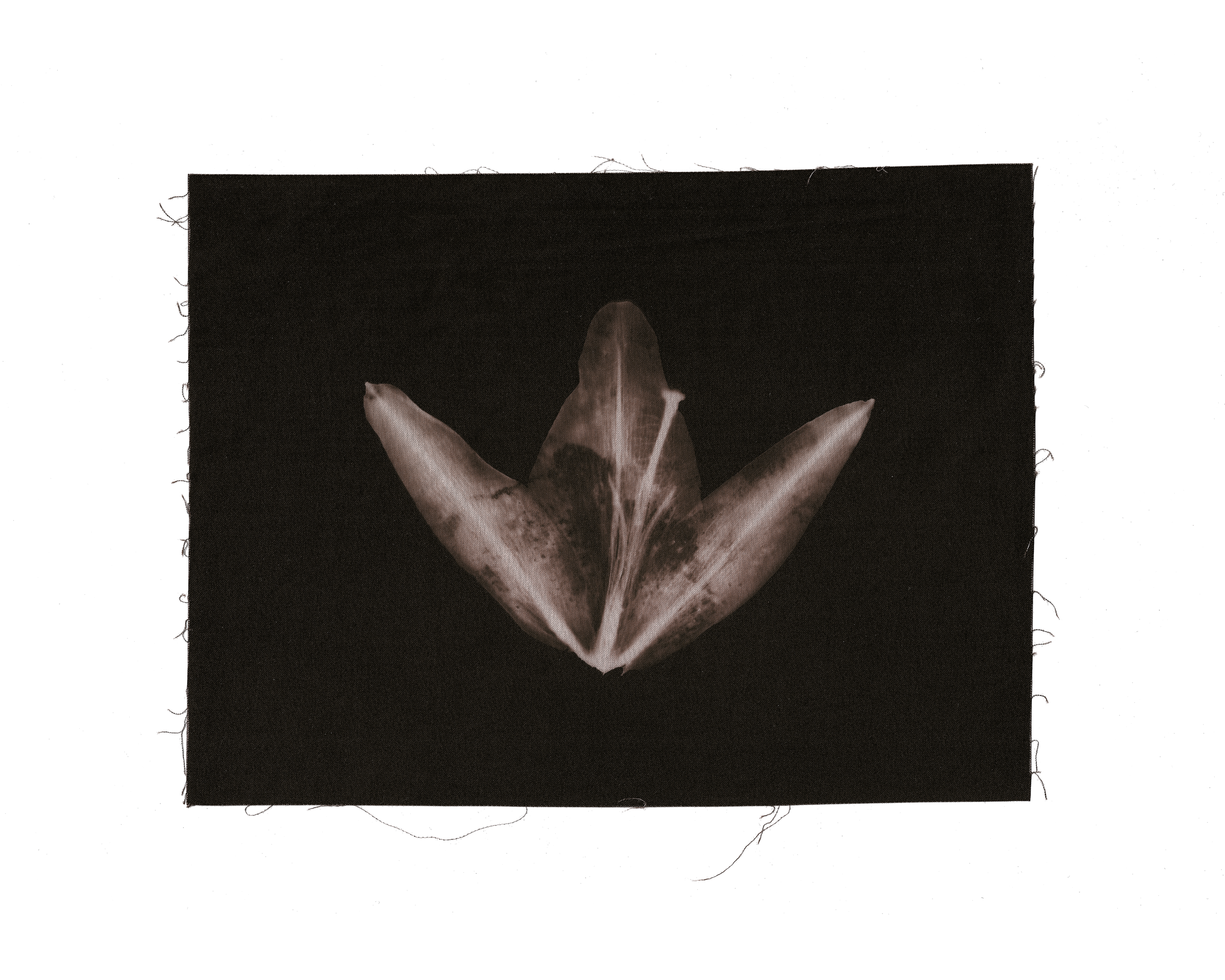 Fabric lilies 5.1 brown_300dpi.png