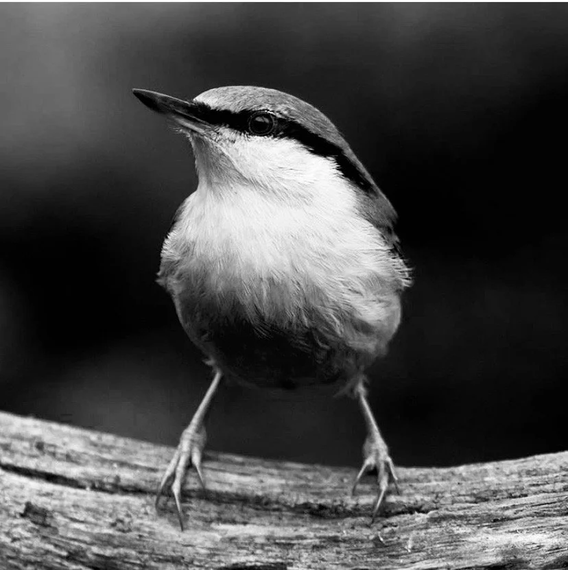 U2,L2. Attachment. Photo of bird to print off.JPG