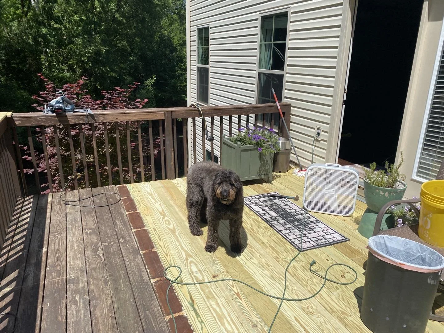 Nala and I are replacing the back deck boards, nice sunny day job.