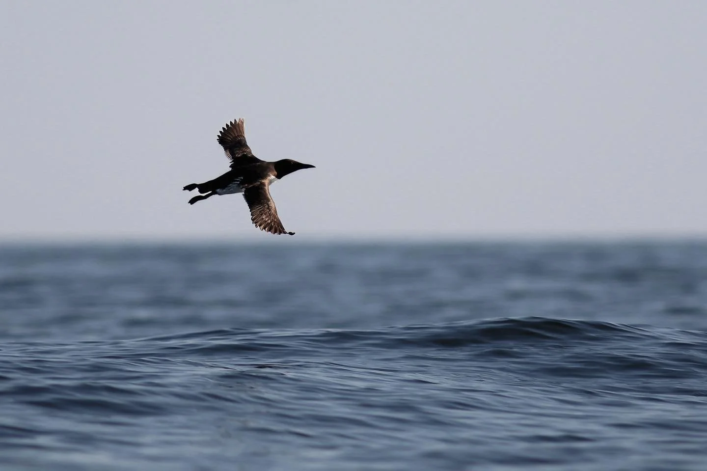 Common murre cruising close to the surface💫