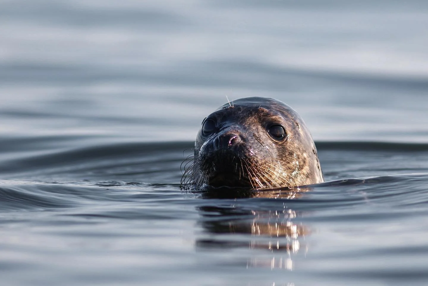 Seal pups playing hide and seek during an early morning swim at the lighthouse🦭