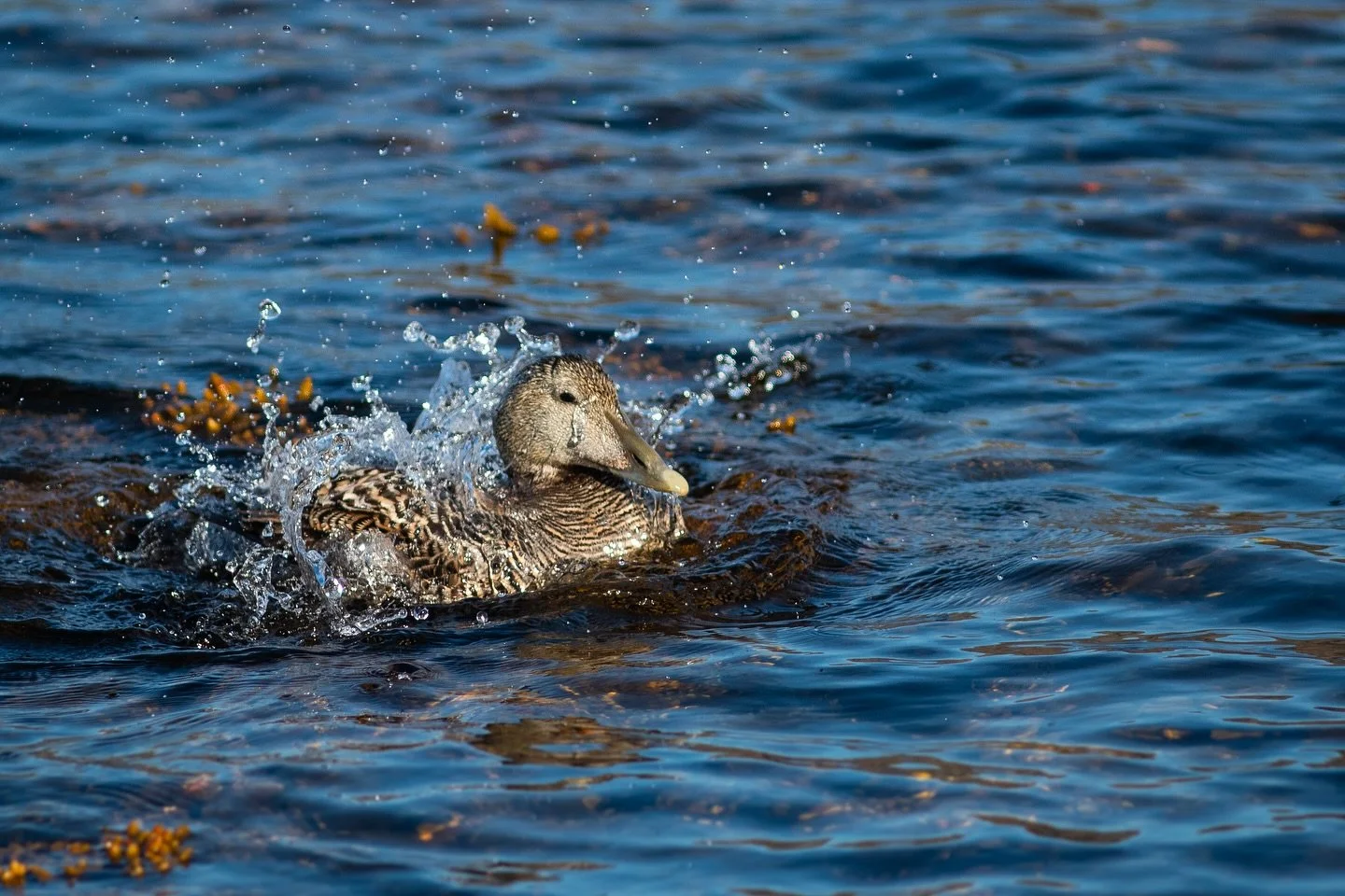 H A A H K A N  H &Auml; T &Auml; H U U T O
Oletko jo n&auml;hnyt @kimmo_ohtonheimo uuden dokumenttielokuvan It&auml;meren uhanalaisesta haahkasta?

Haahka ei ole vain yksi monista It&auml;meren lintulajeista, vaan ekologisesti ja kulttuurisesti t&aum