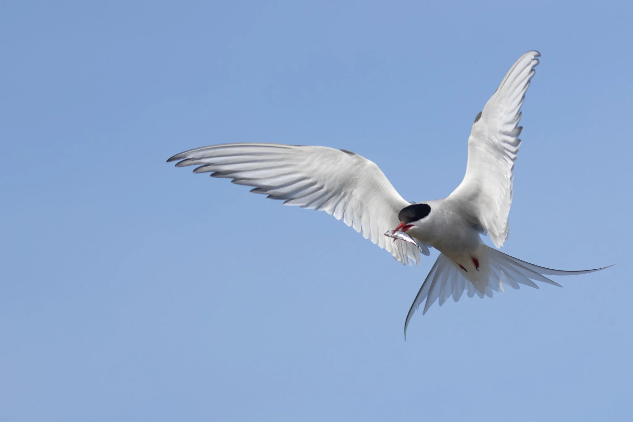 An arctic tern with a small herring
